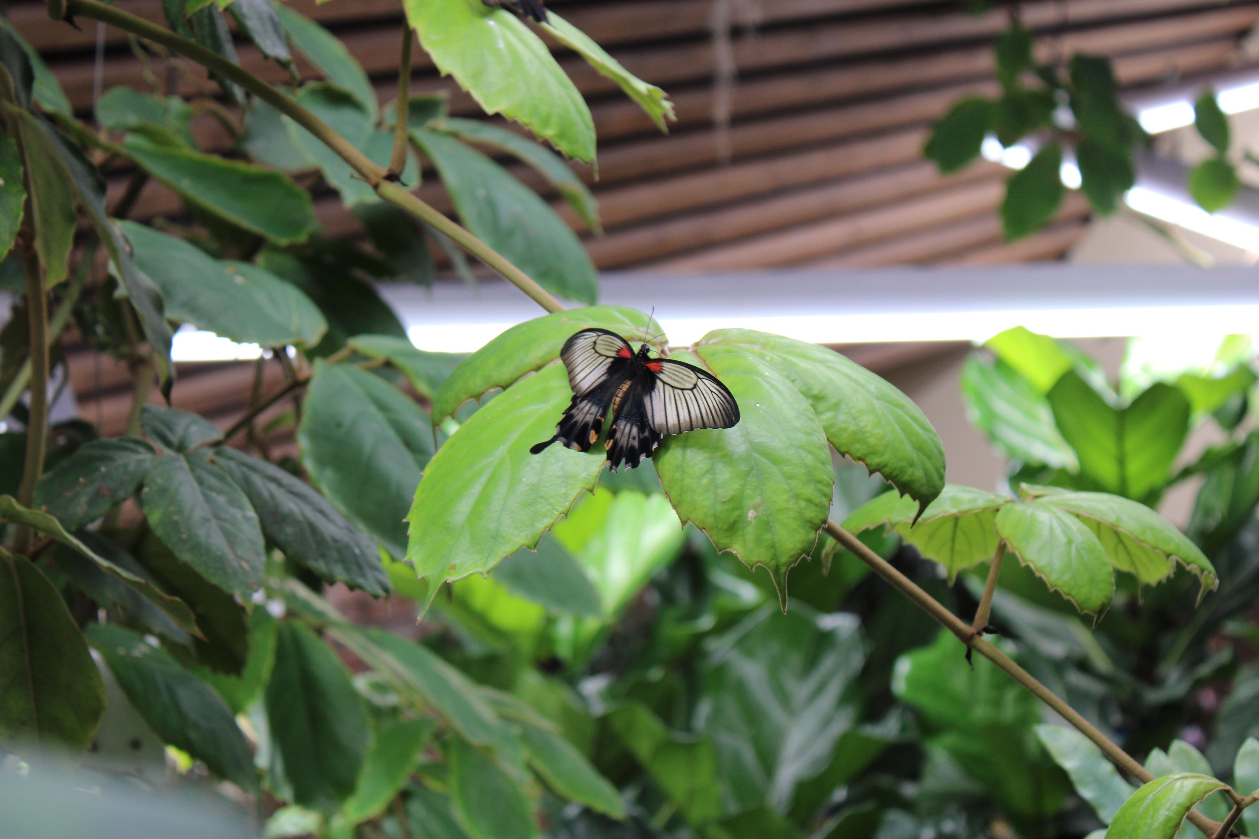 Papilonia – motýlí dům Brno foto 6