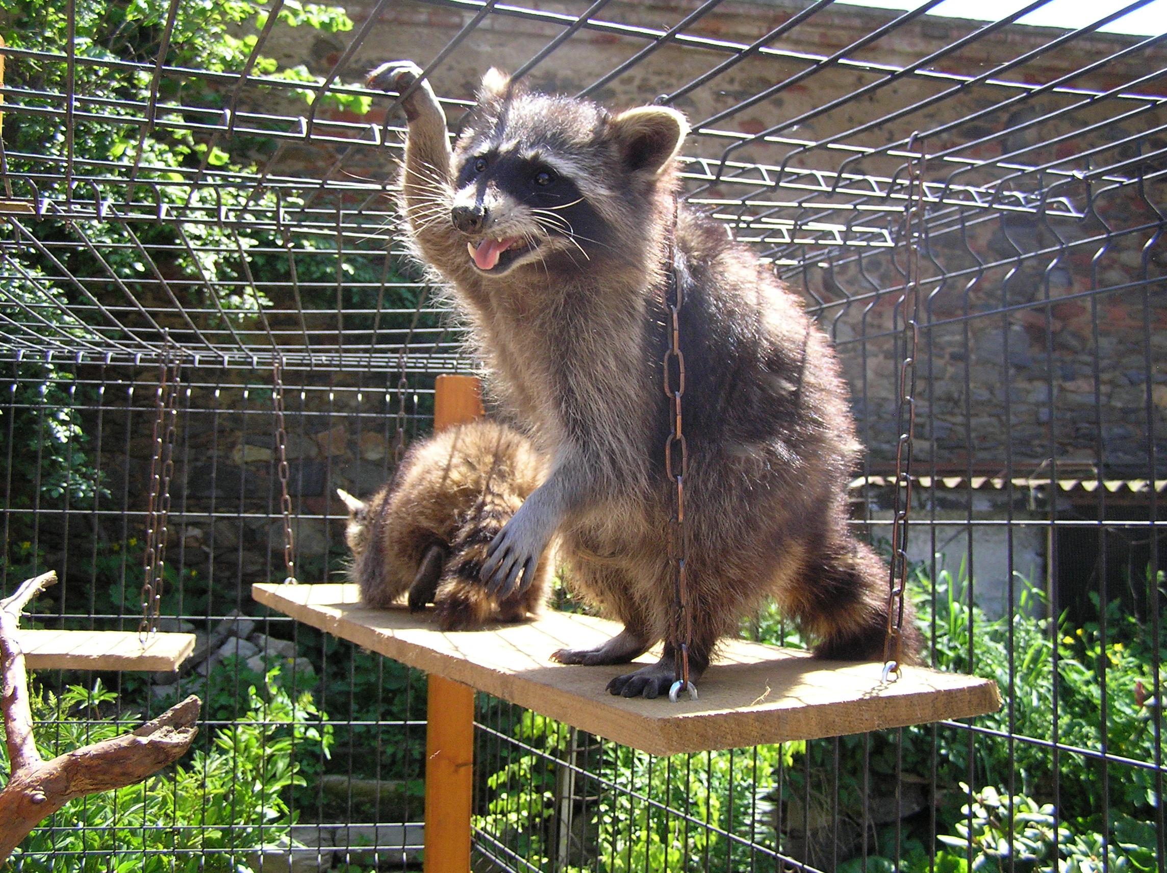 Dvorní zookoutek U Pipinga foto 6