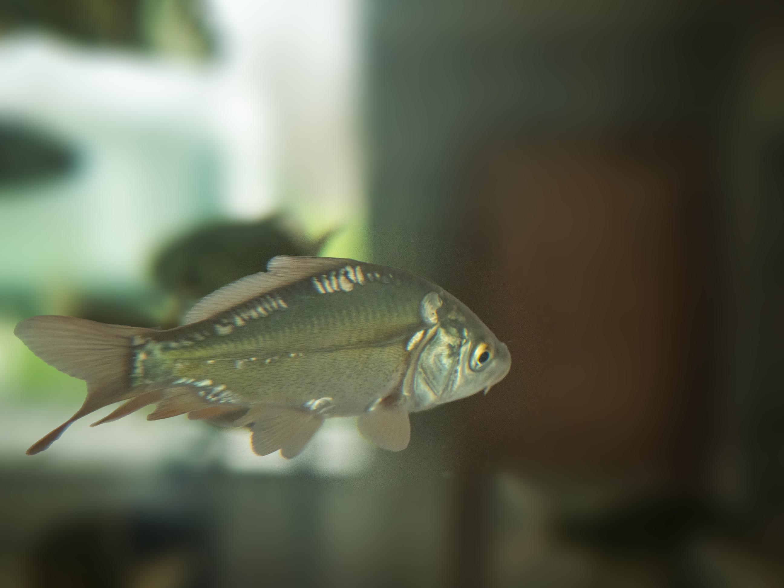 Prodejna ryb Bc. Pavel Válek, DiS. foto 3