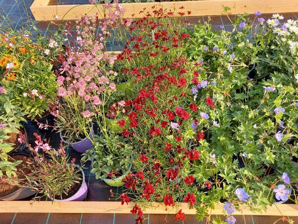 Zahradnictví Vyskytná foto 6