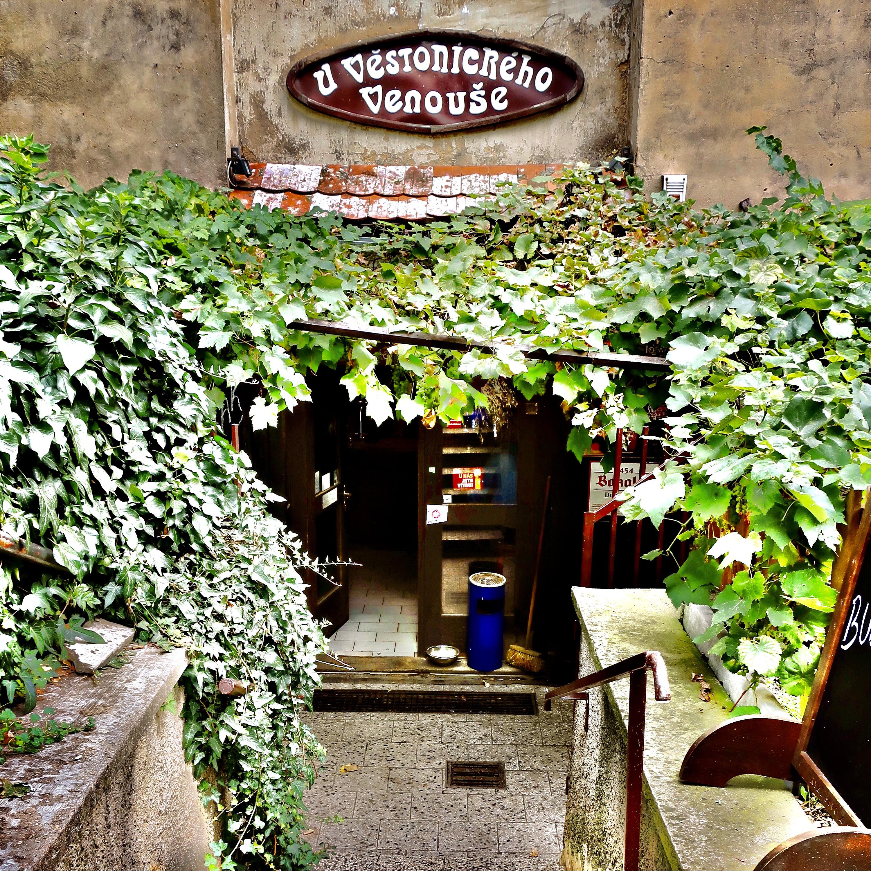 Vinárna U Věstonického Venouše foto 6