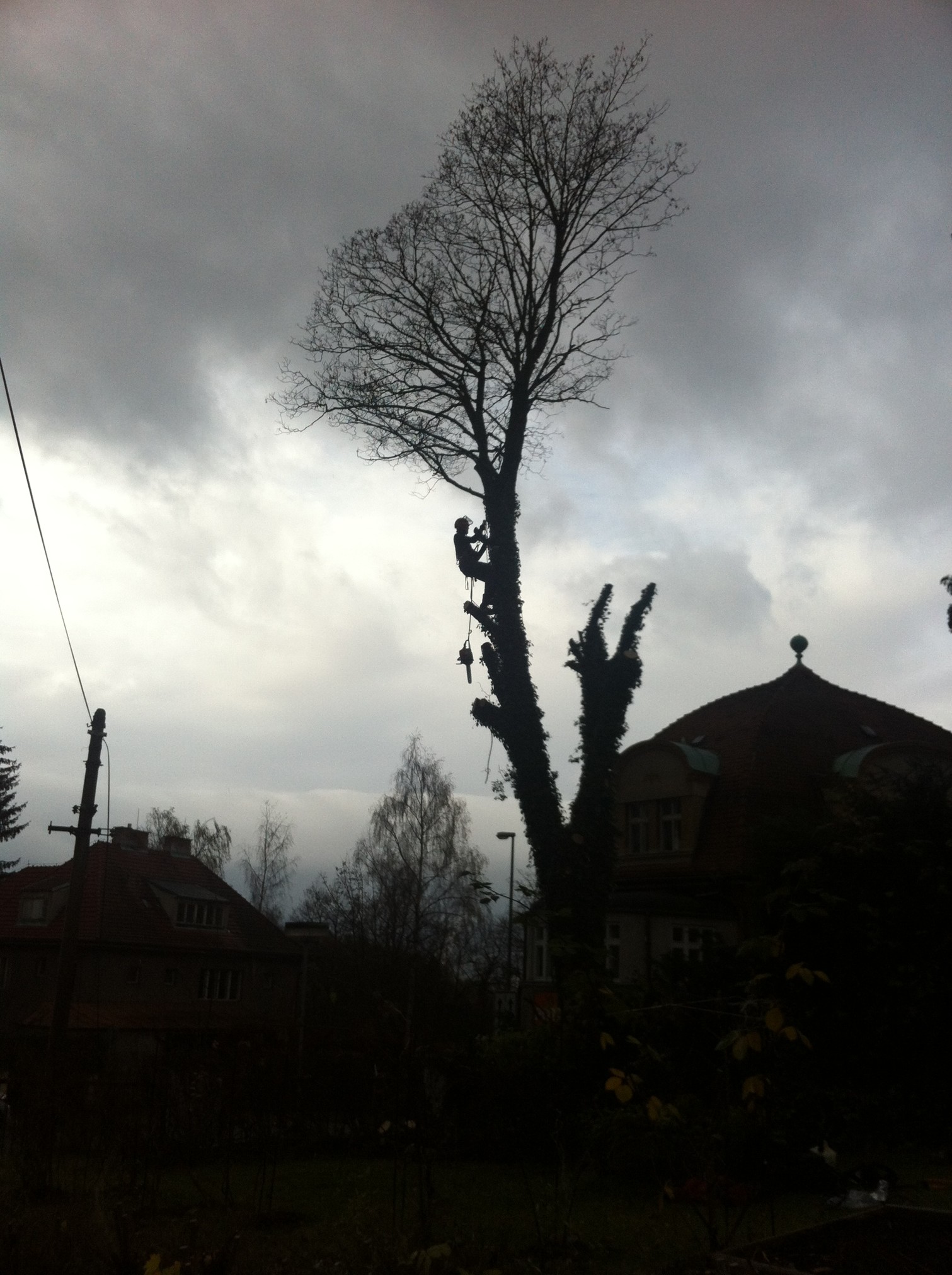 Urban trees foto 2