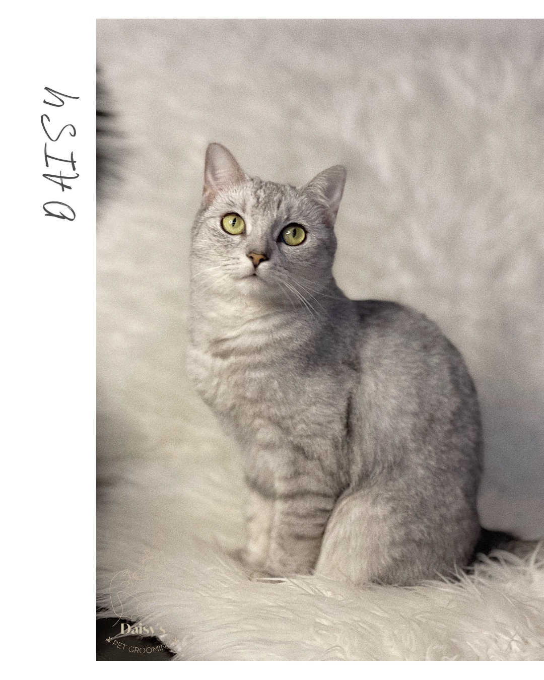 Daisy’s pet grooming foto 1