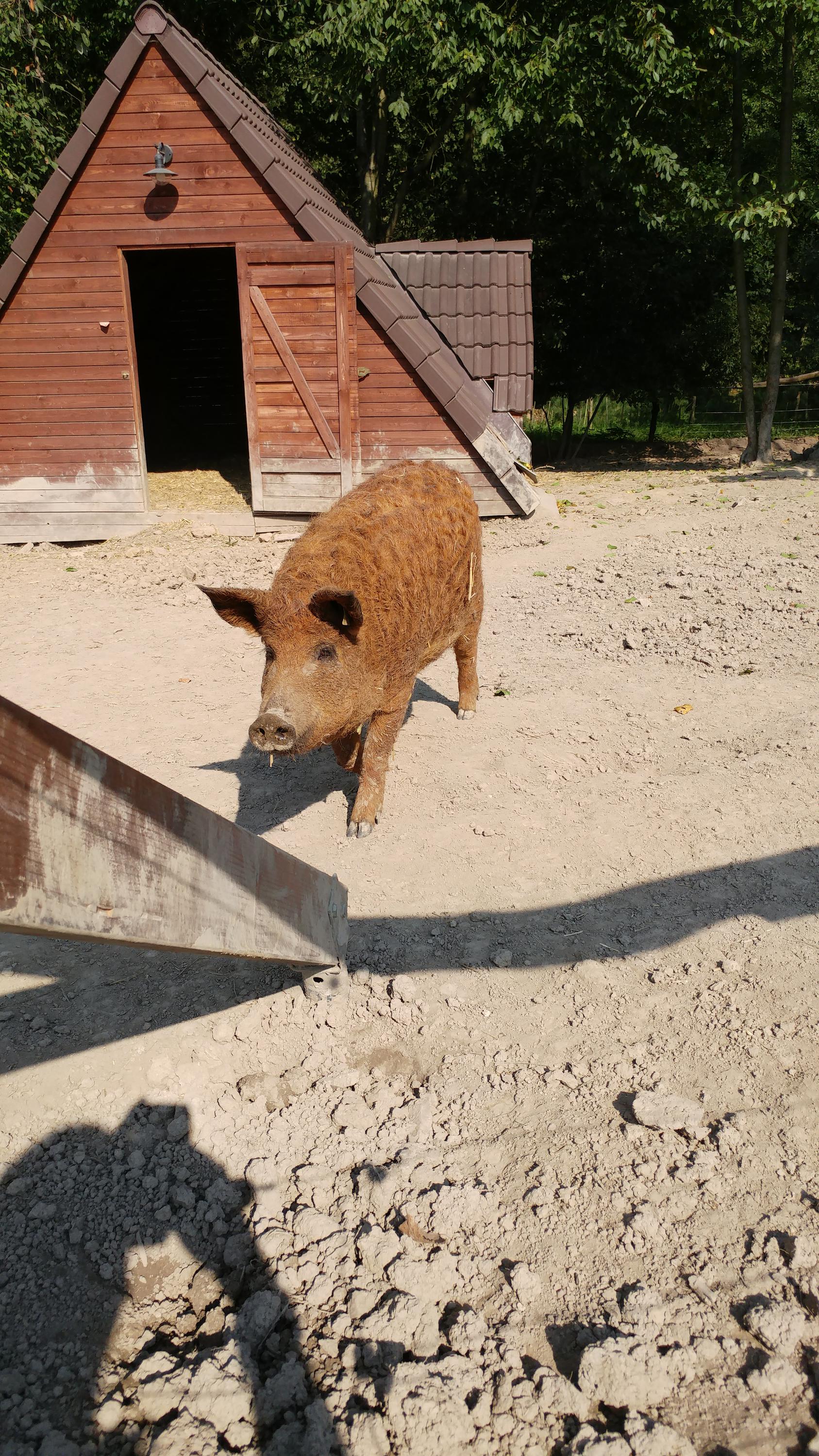 Areál Barochov - ustájení koní foto 5