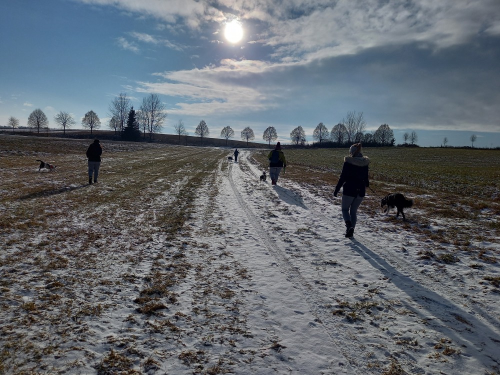 Psí škola Dancing Dogs foto 4