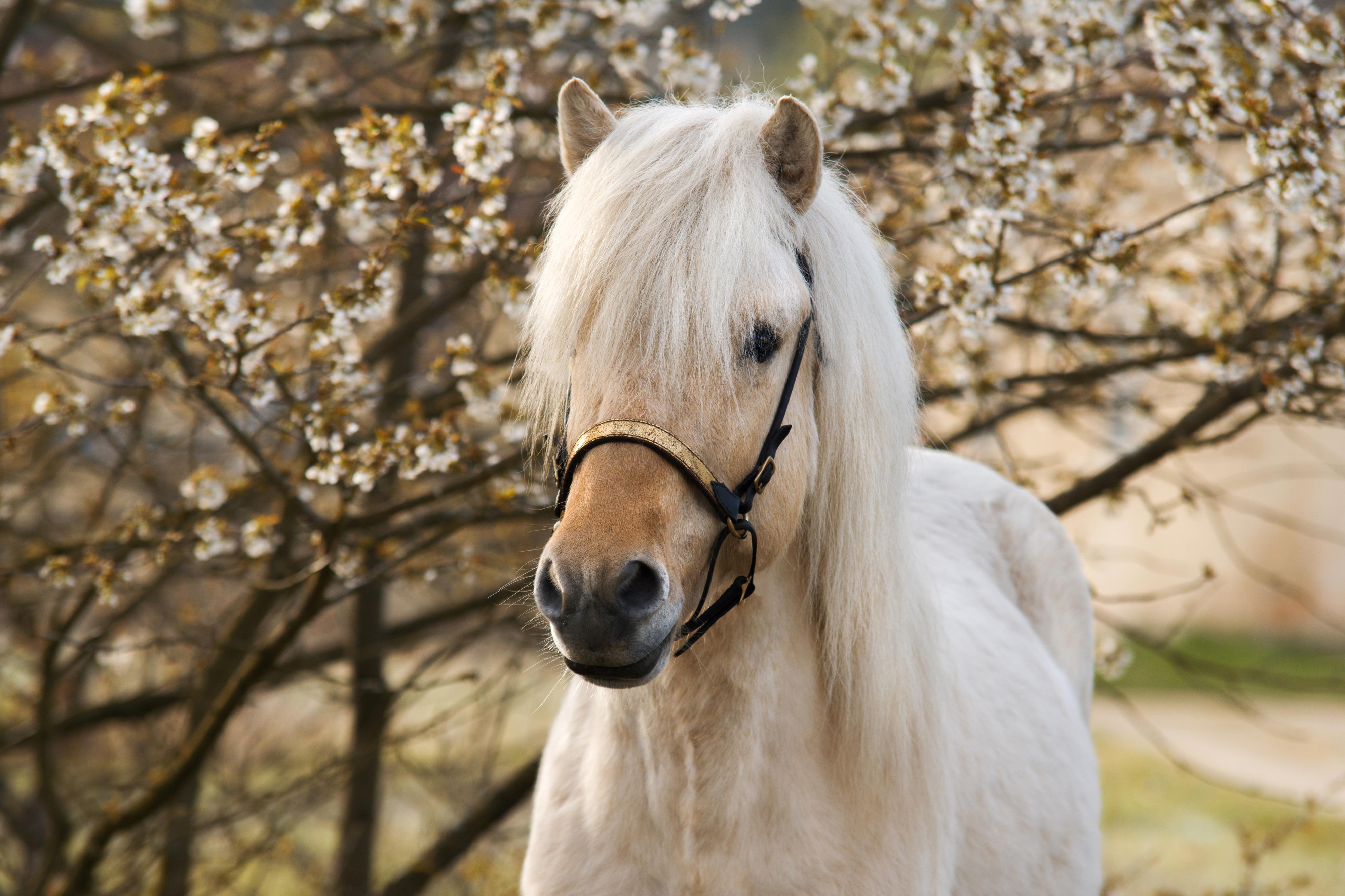 Vikinghorse Milevo foto 6