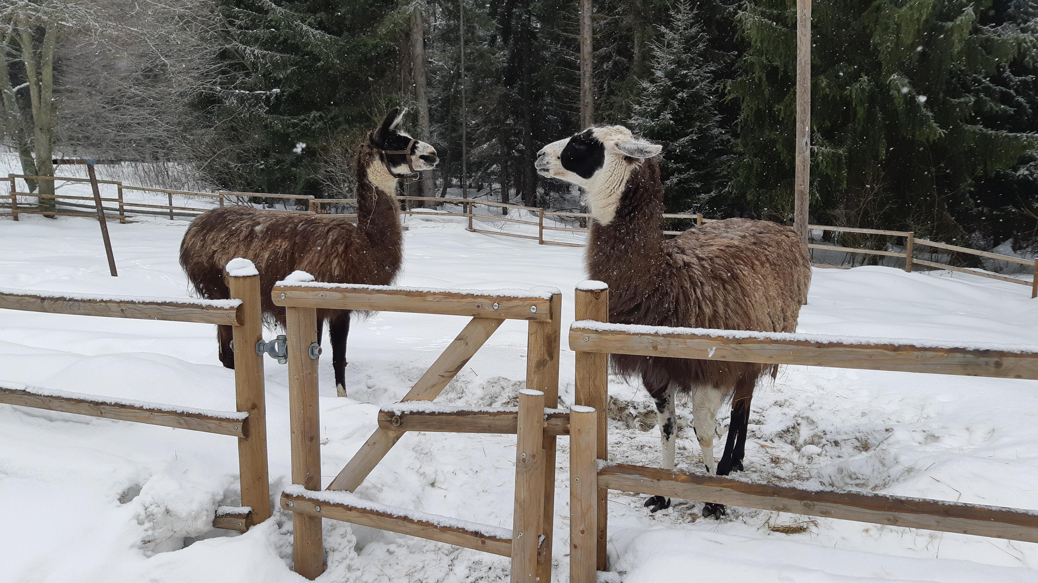 Potkávárna u Havrana - restaurace foto 3