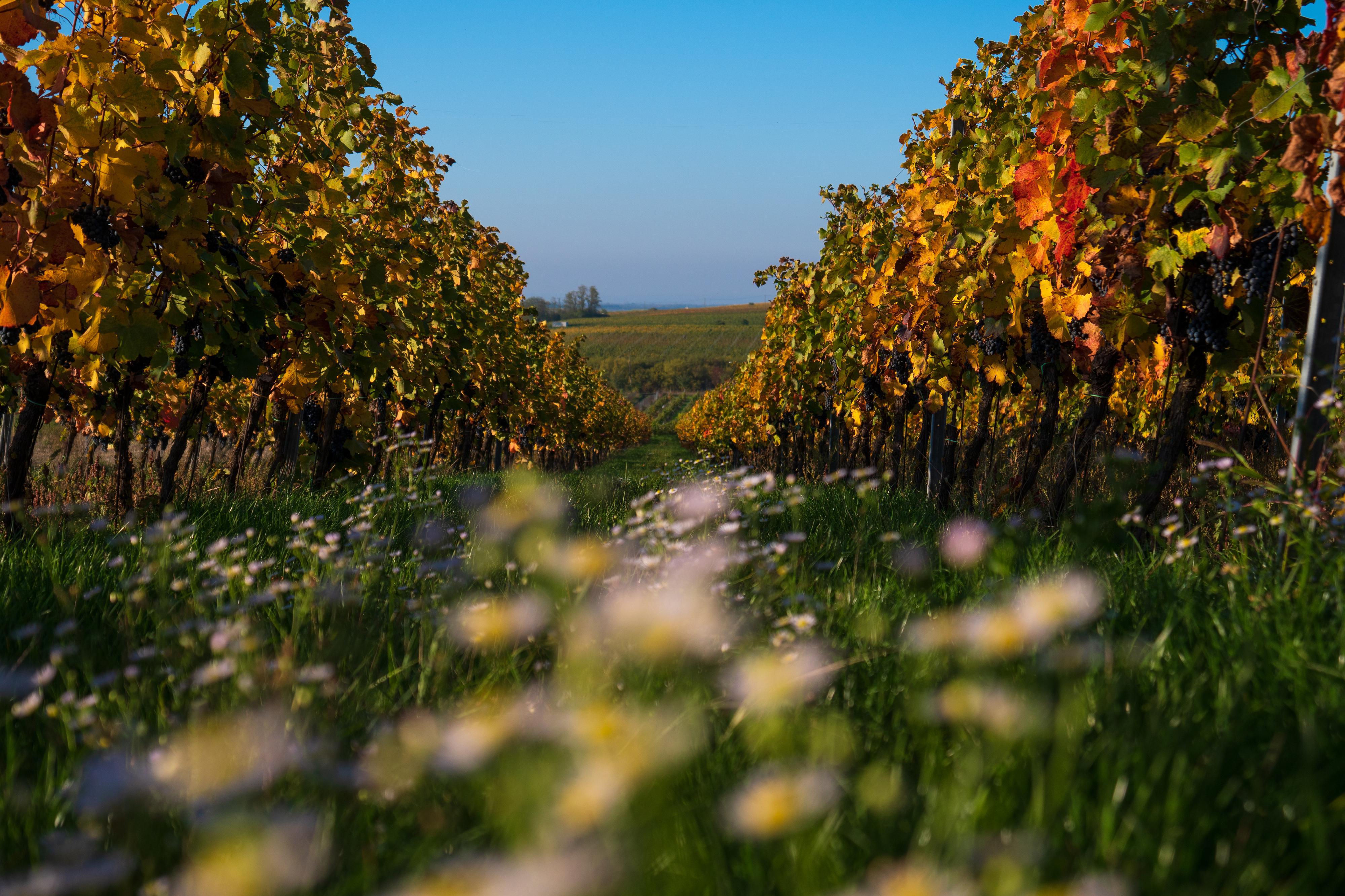 Rodinné BIO vinařství Víno Marcinčák
