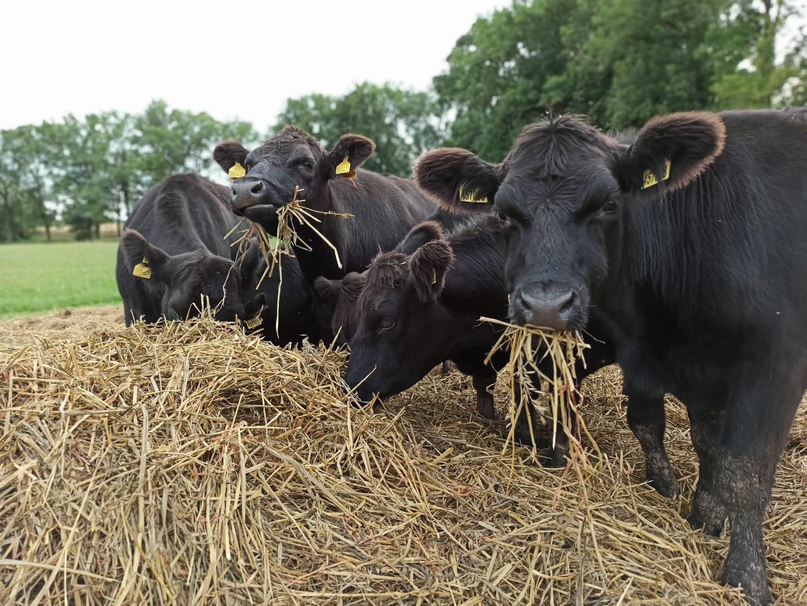 Rodinná farma Bílkovi, s.r.o. foto 1