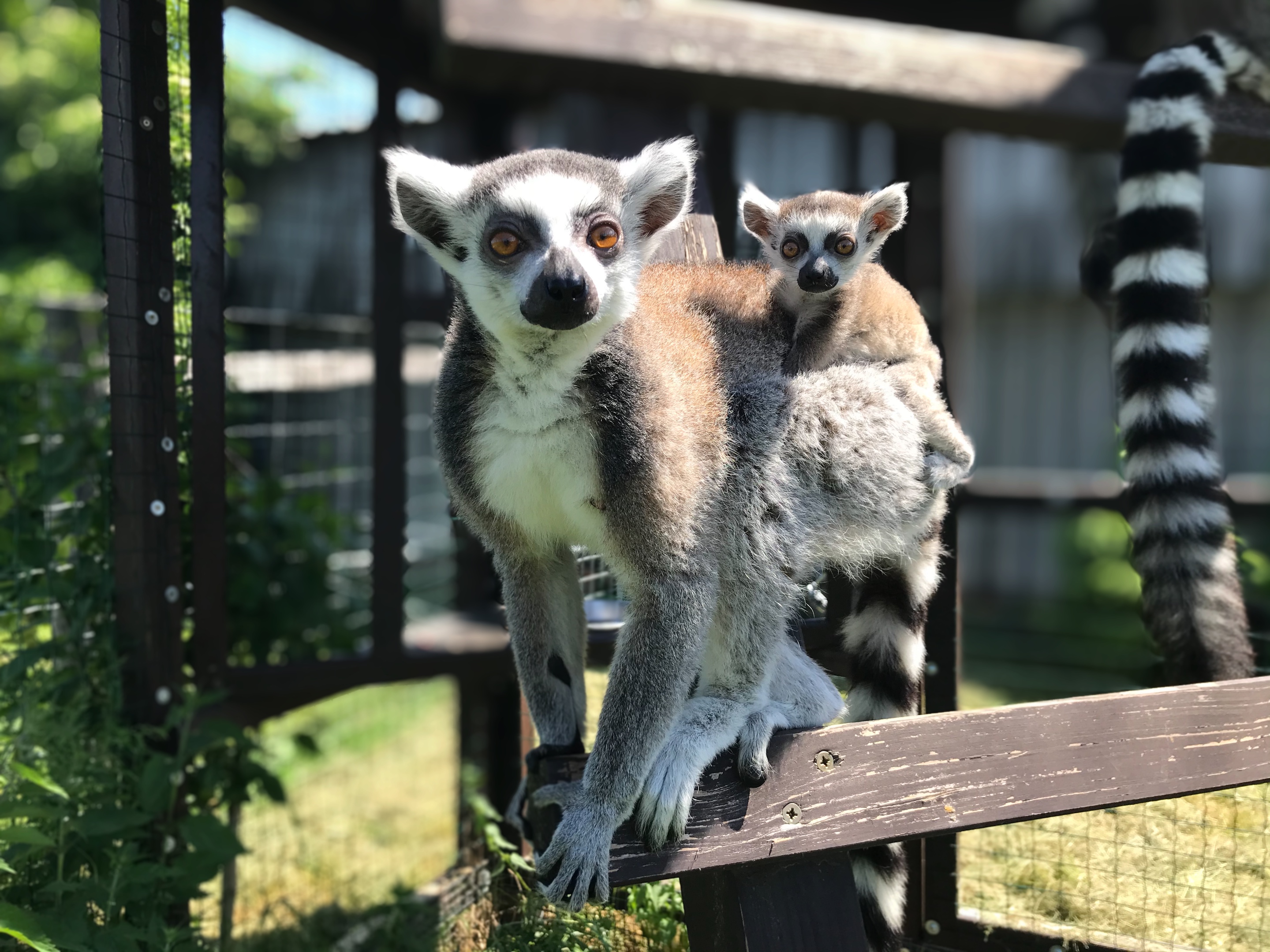 ZOOPARK STĚŽERY foto 3