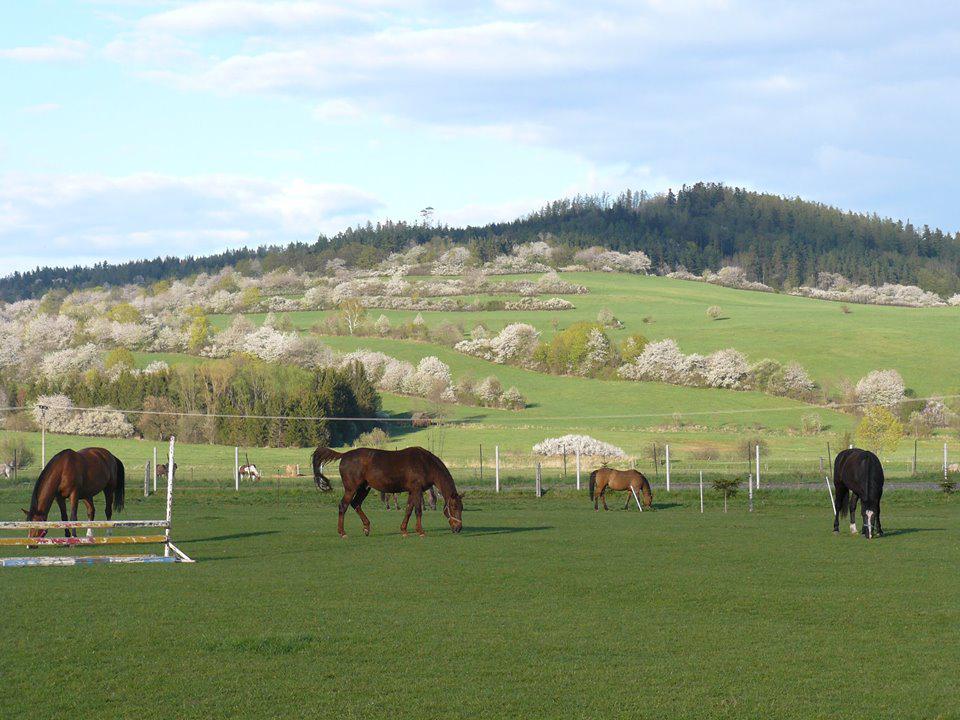 Jezdecké centrum Město Albrechtice foto 2