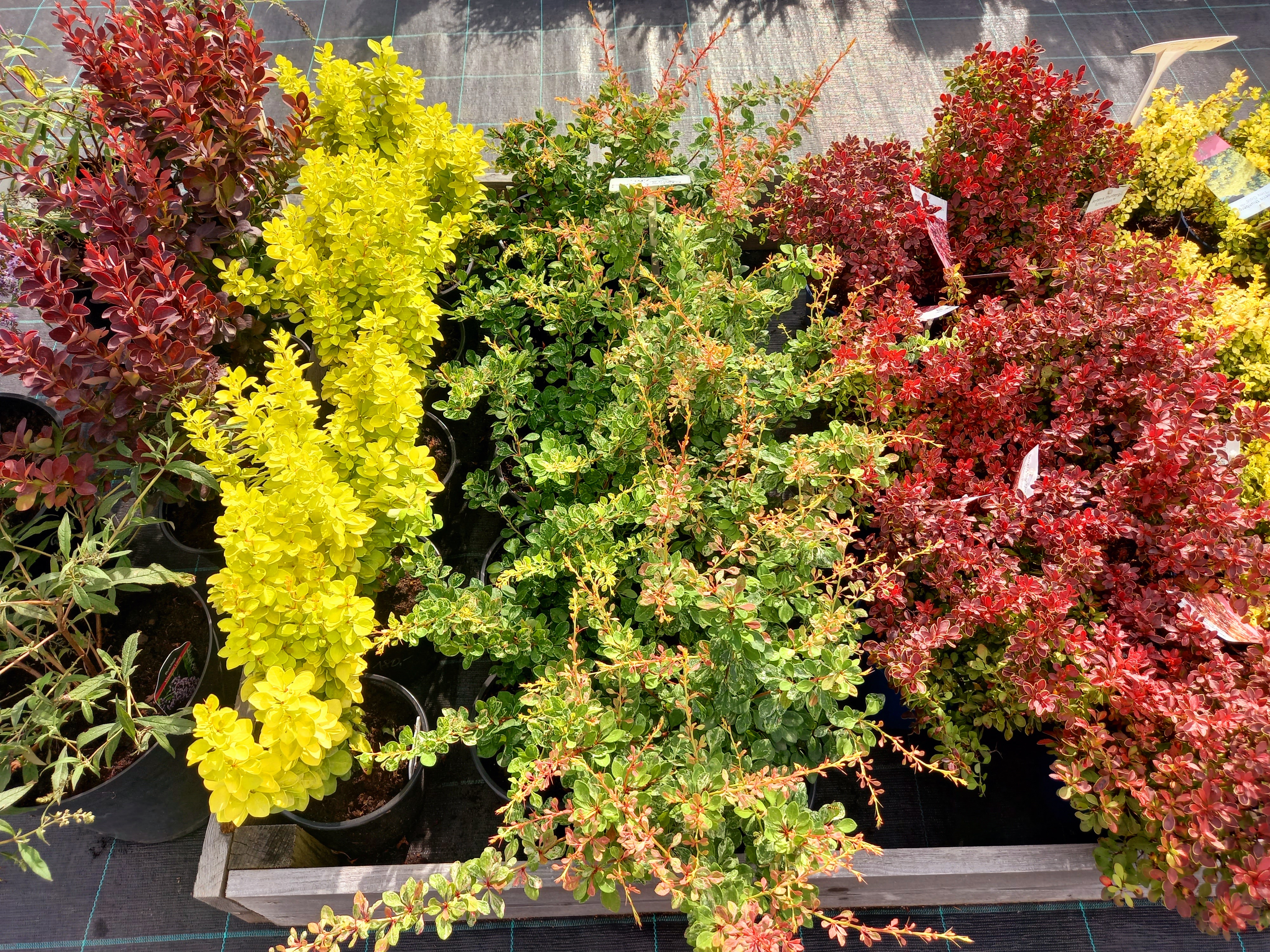 Zahradnictví Vyskytná foto 2