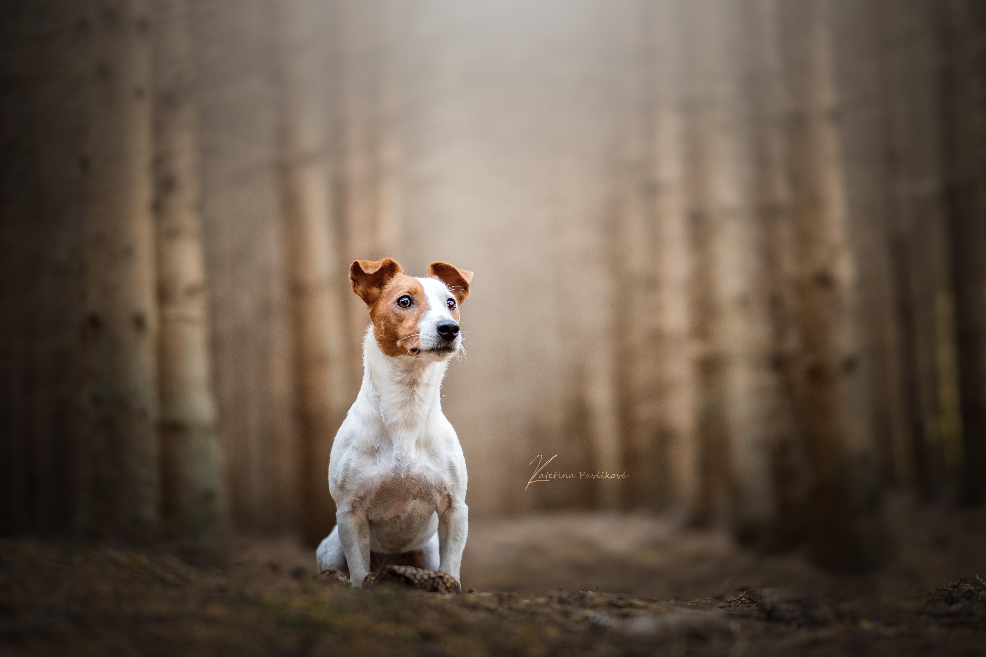 Kateřina Pavlíková - Fotografka foto 4