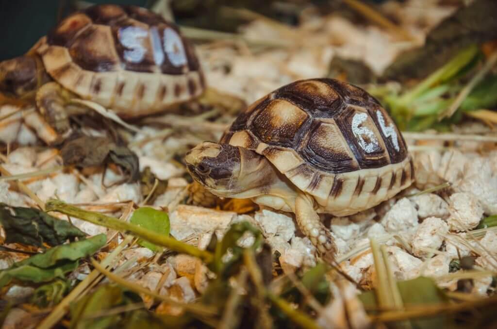 ŽIVÁ EXOTIKA foto 6