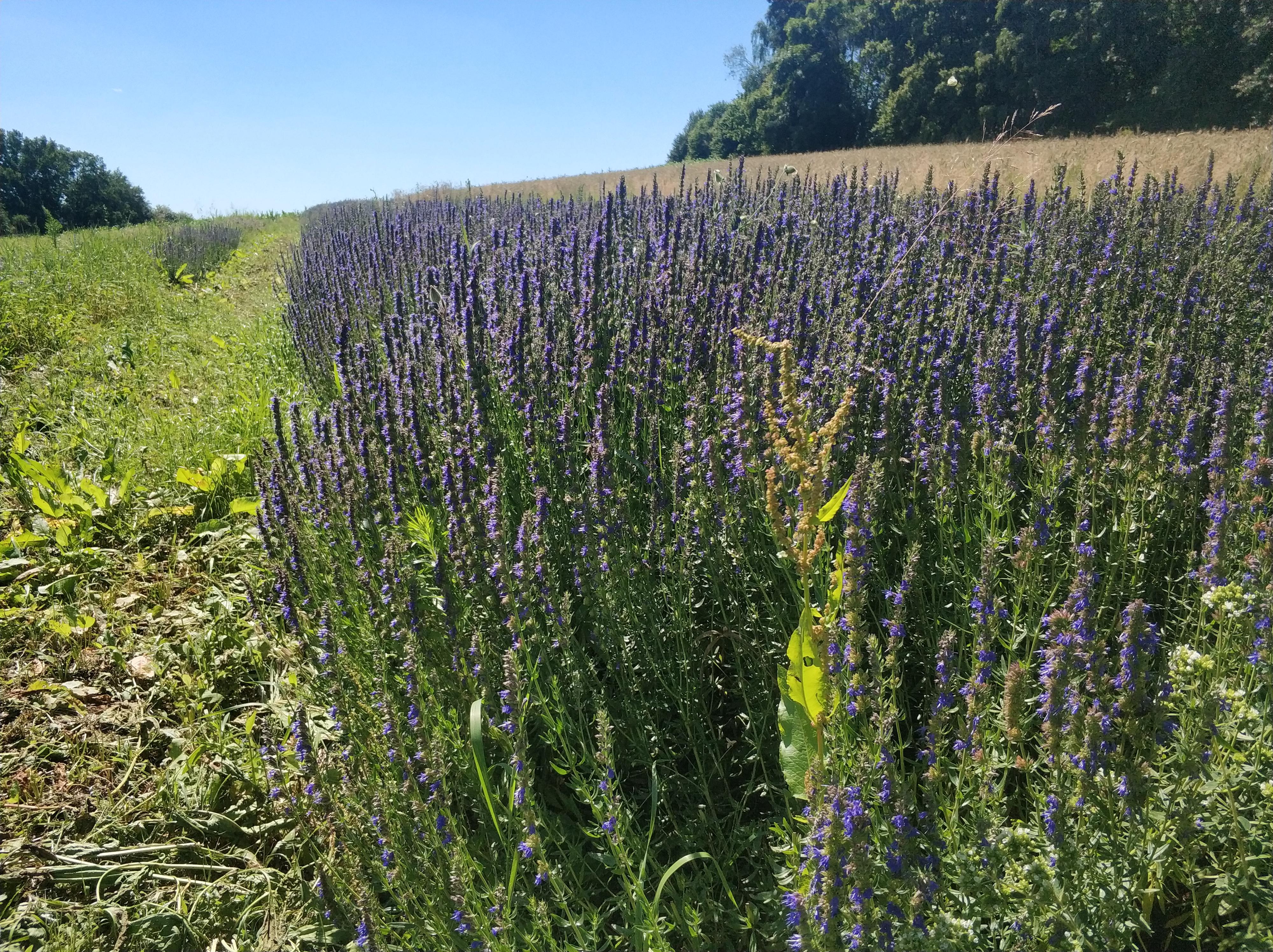 Experimentální zahrada pod Blaníkem foto 4
