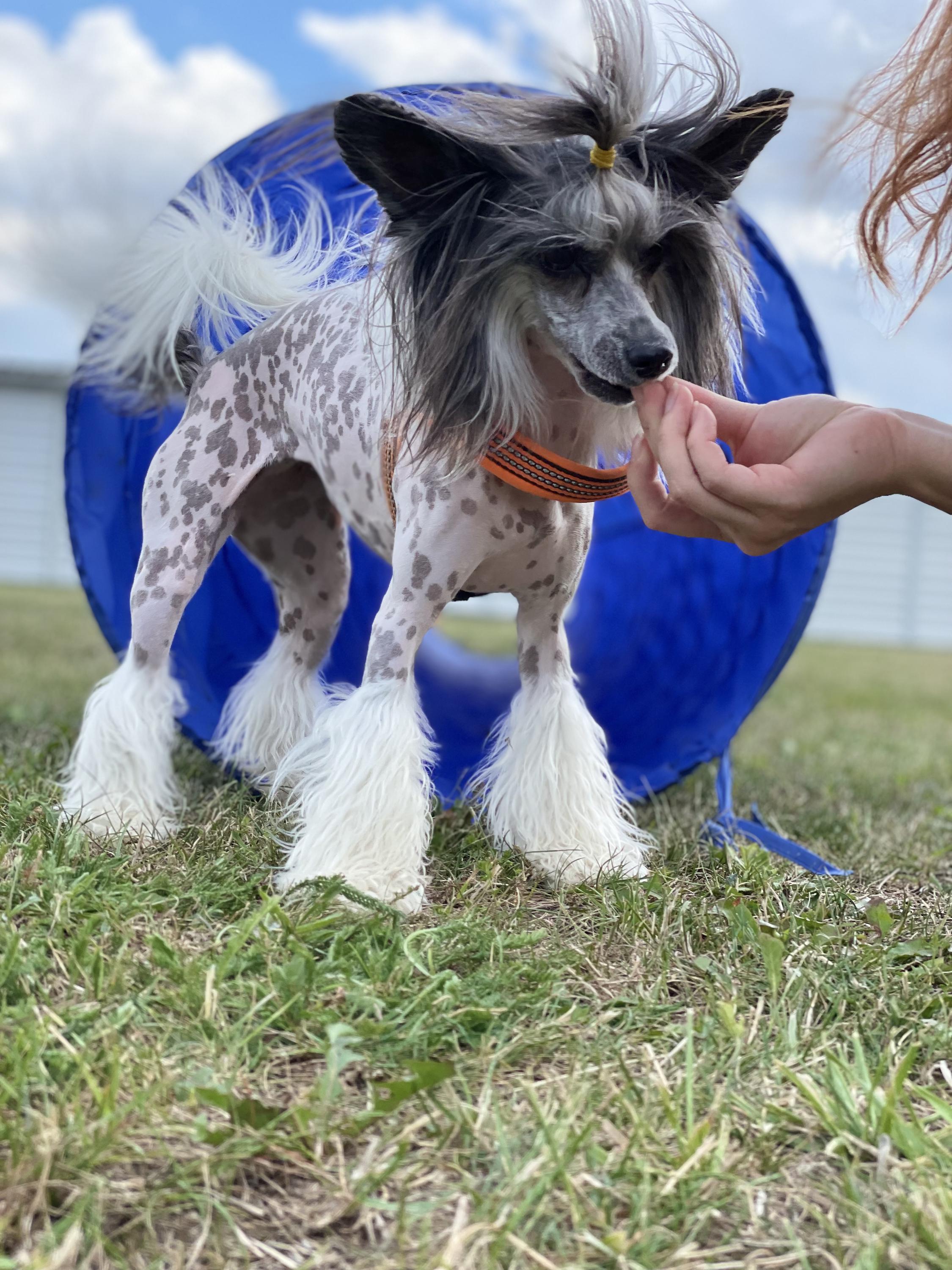 EASTWIND DOG CENTER foto 5