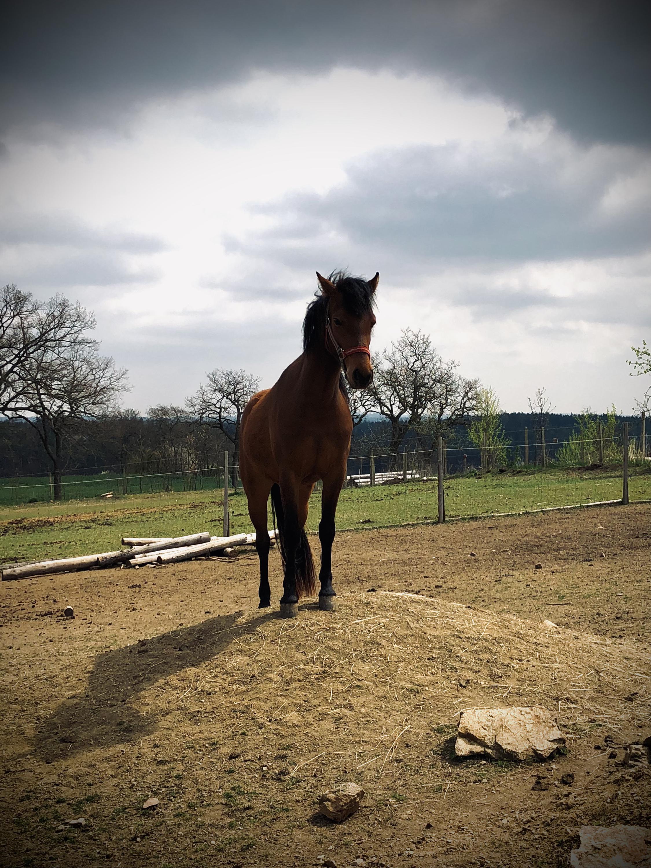 Hiporehabilitace Calamity Jane z.s. foto 3