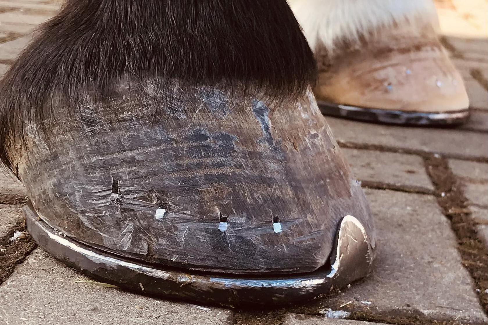 Podkovářství - Štěpán Radoň