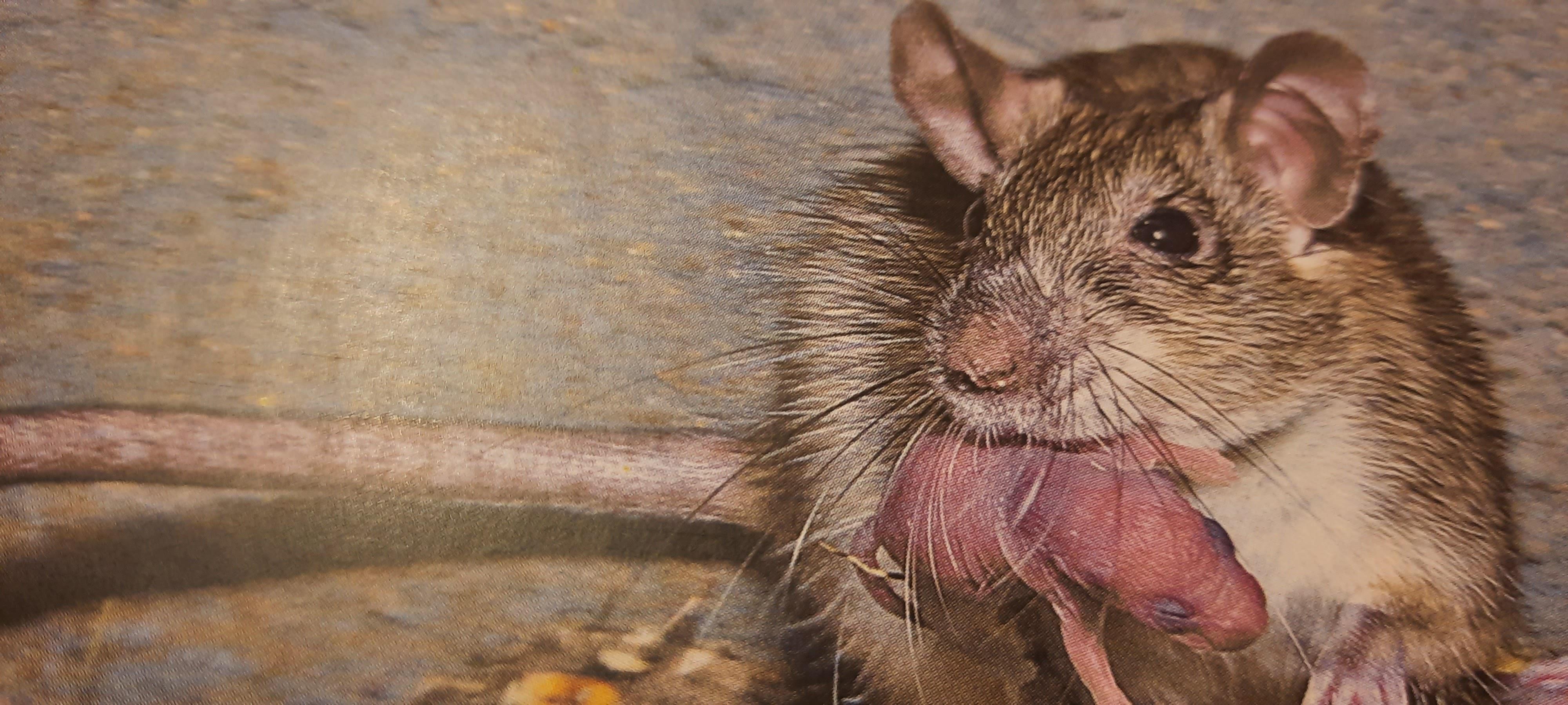 Daniel Gaňo - Deratizace kanalizační sítě foto 2