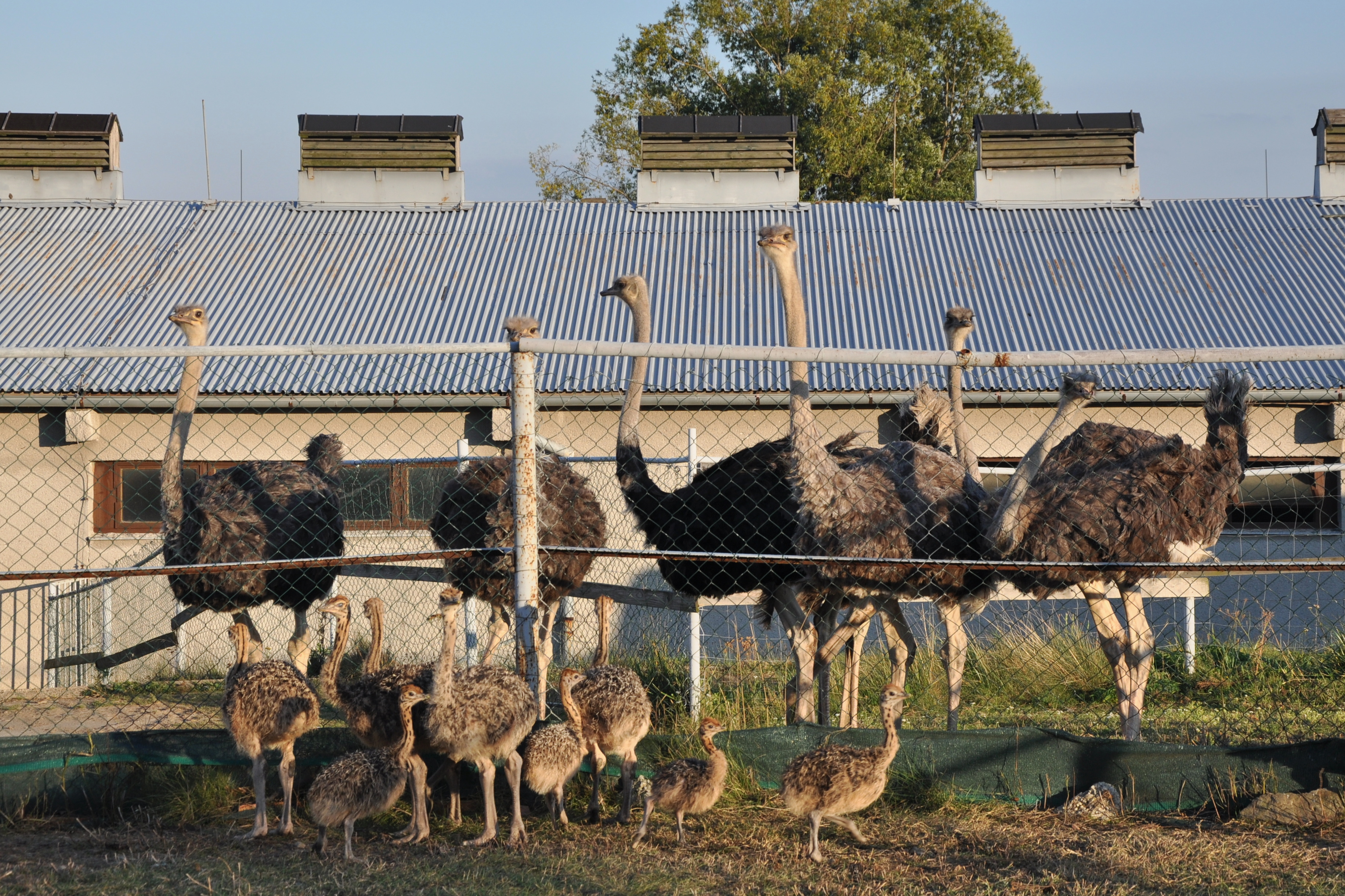 Farma Jestřebí - Lenka Ficbauerová foto 2