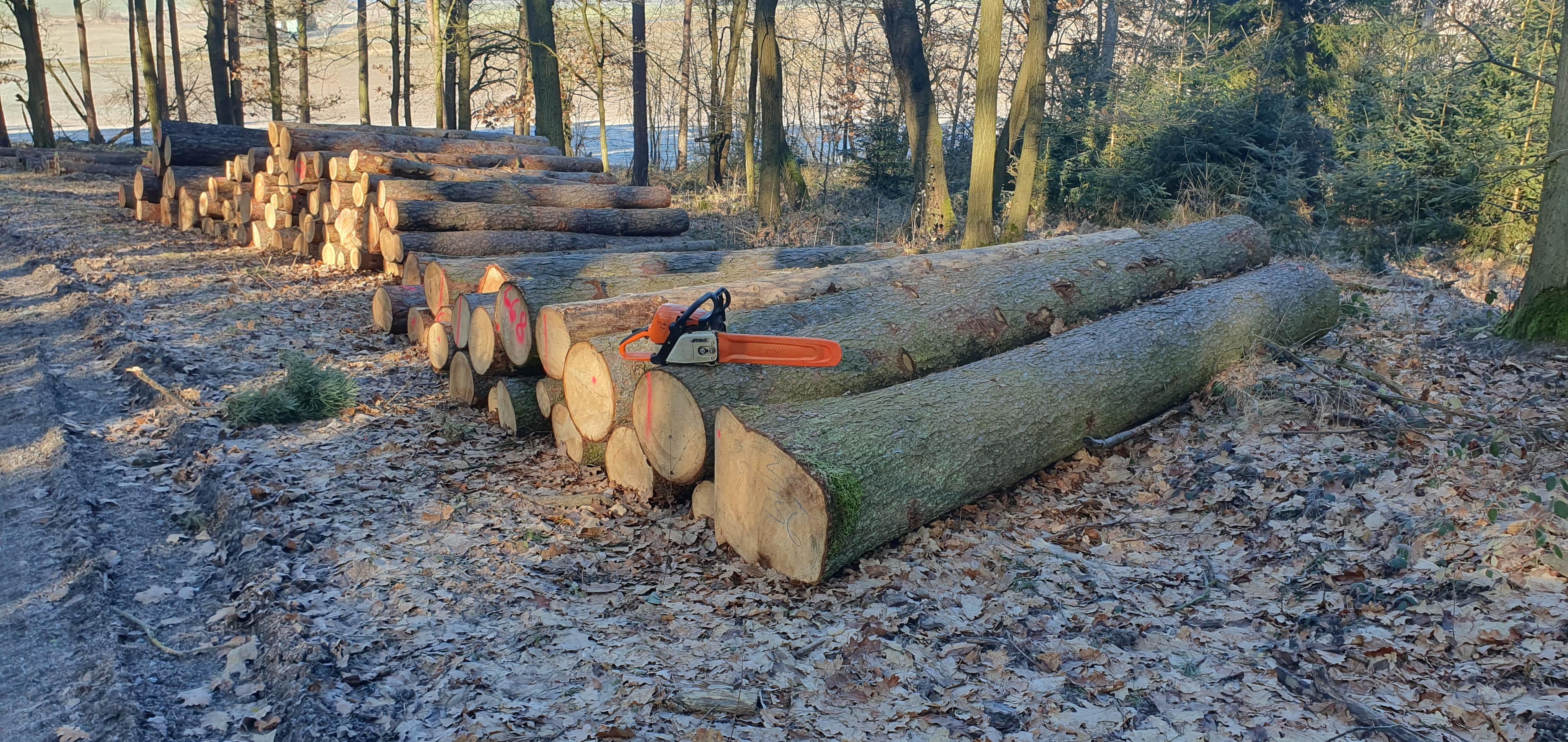 Rizikové kácení Milan Tolar foto 4