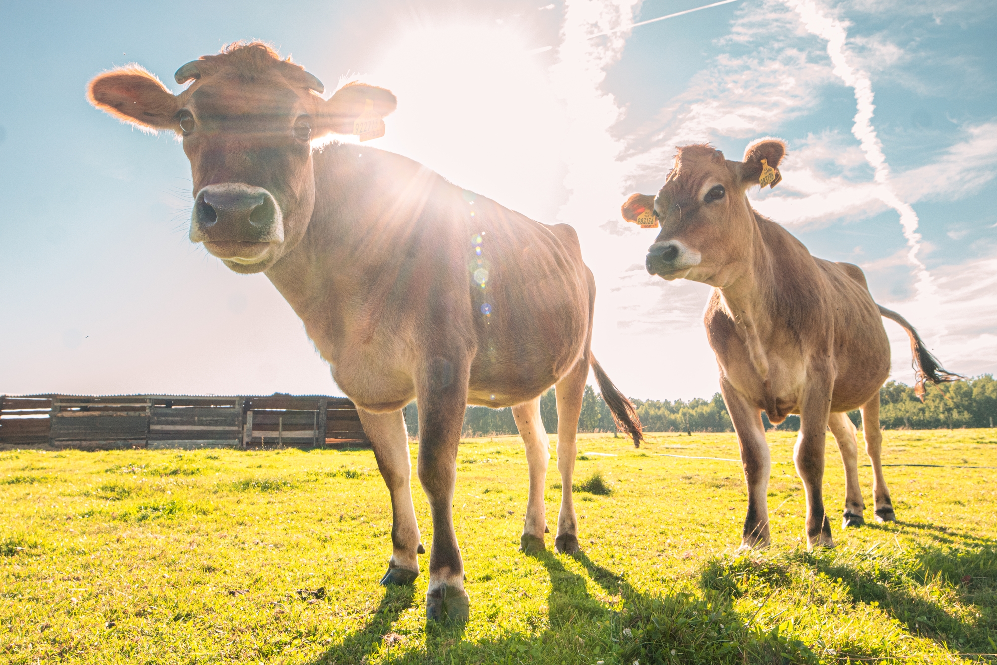 Meadowland - Samota Stříbrník foto 3