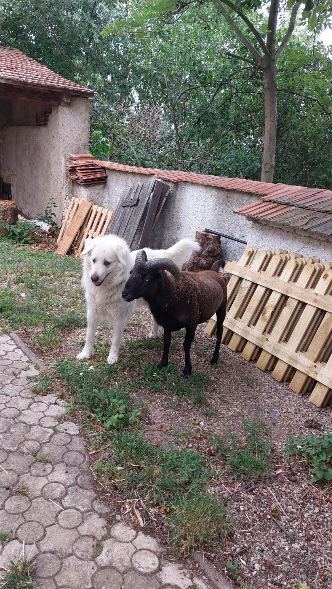 Elce (T)Pelce foto 4