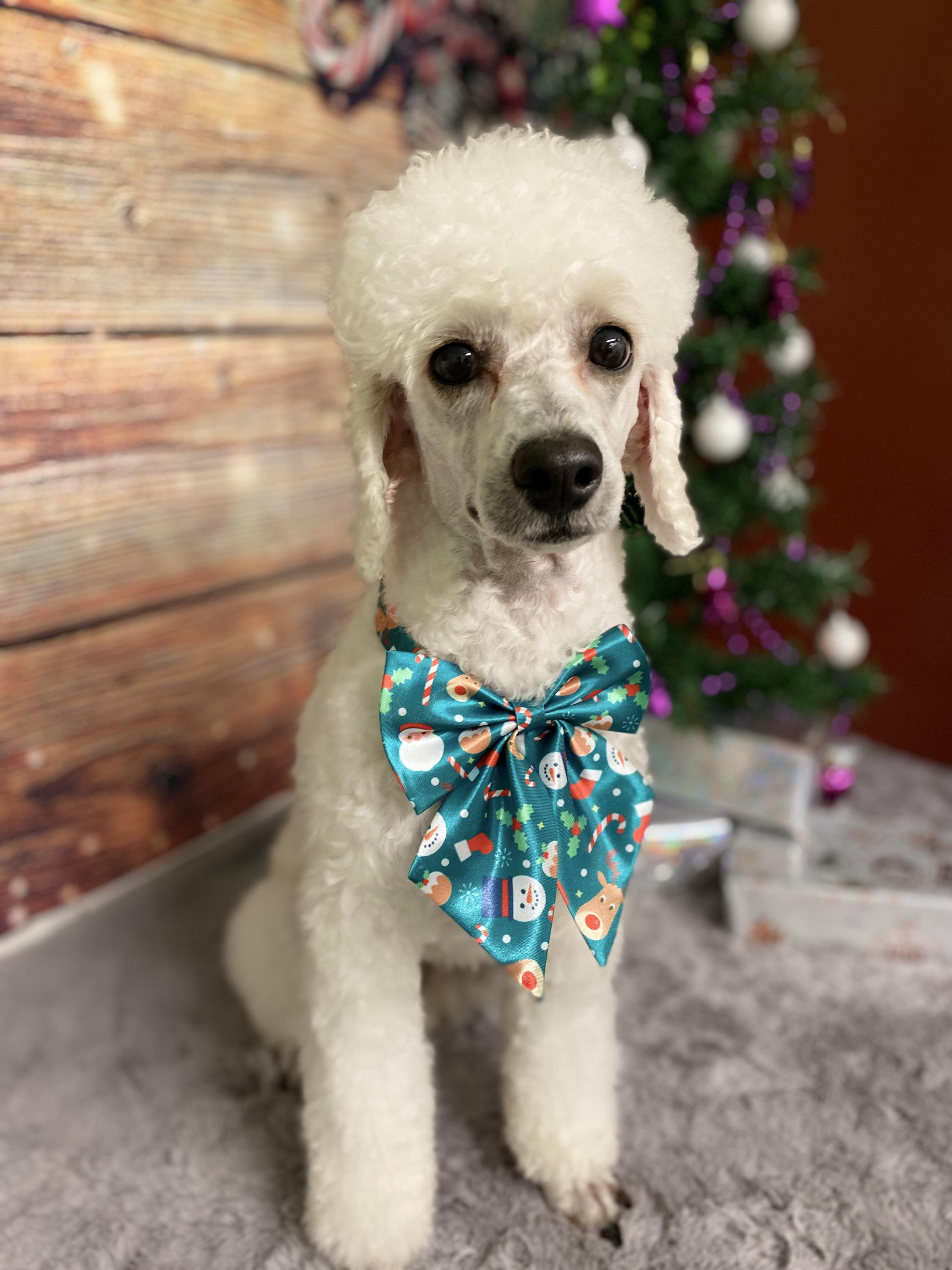 Wellness a salon pro psy DogFamily - Jitka Kropáčková a Jana Římanová foto 6
