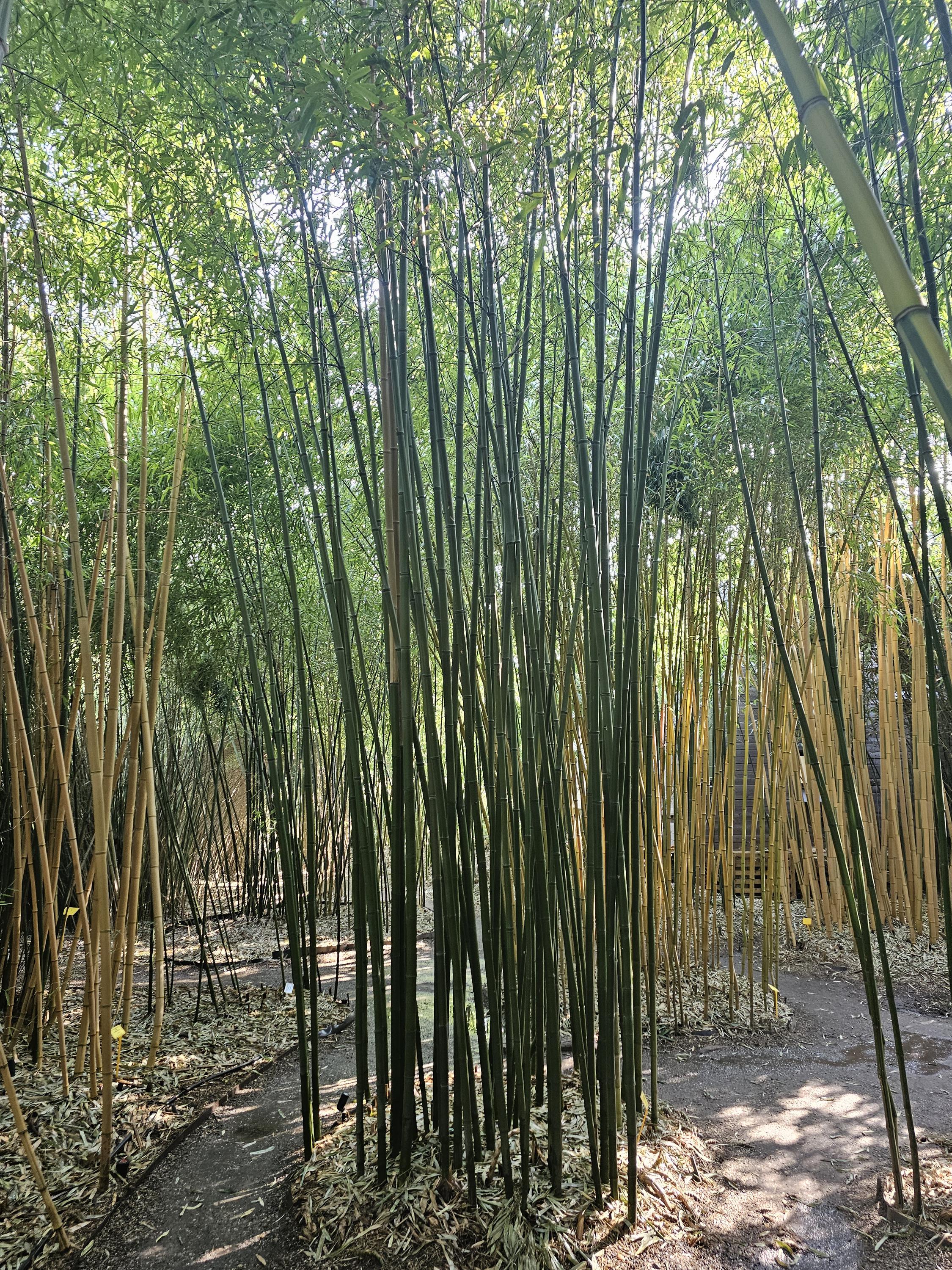 Údržba zeleně Růžička, s.r.o. foto 5