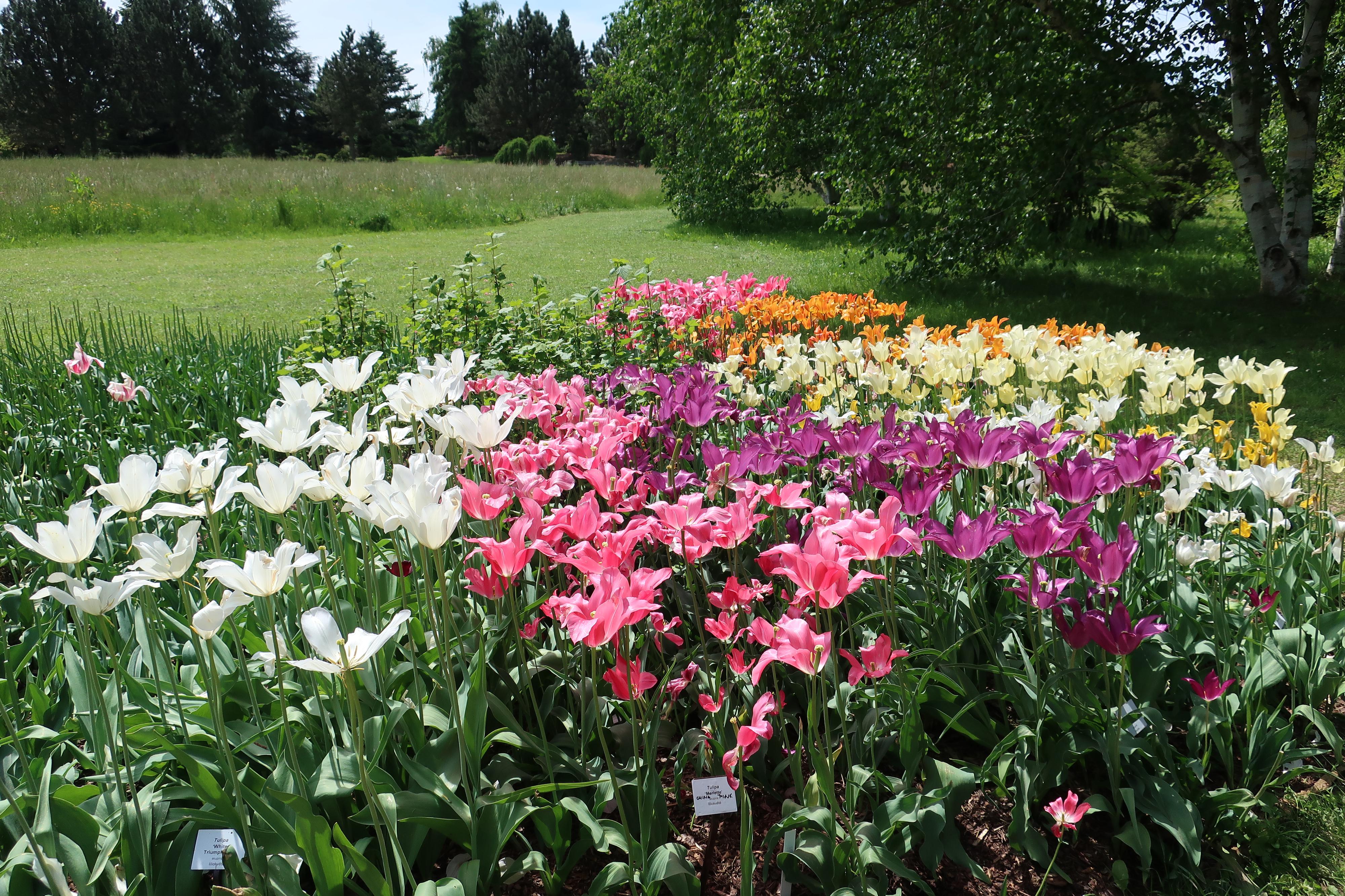 Dendrologická zahrada VÚK foto 6