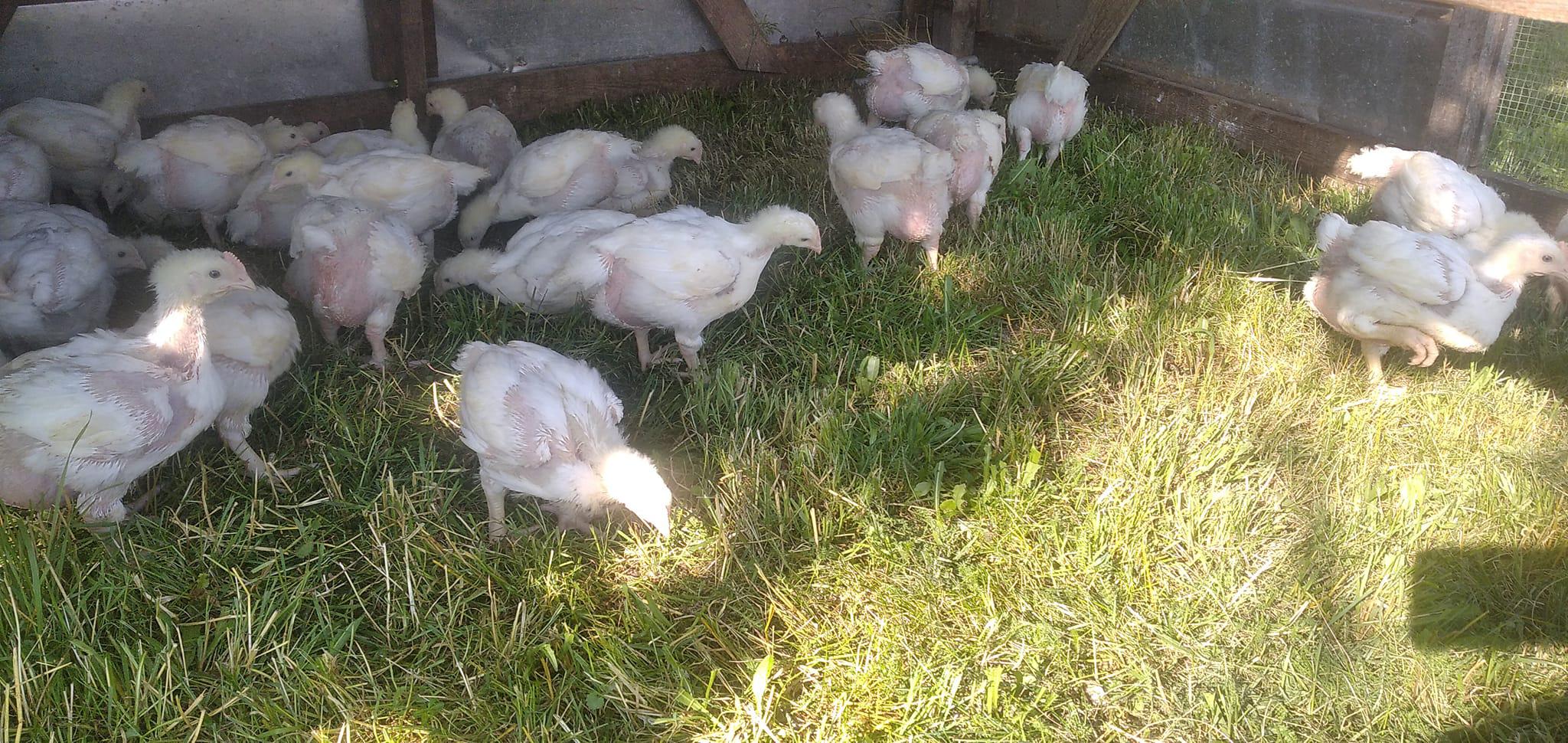 Dášino kuře z Kutnohorska foto 4