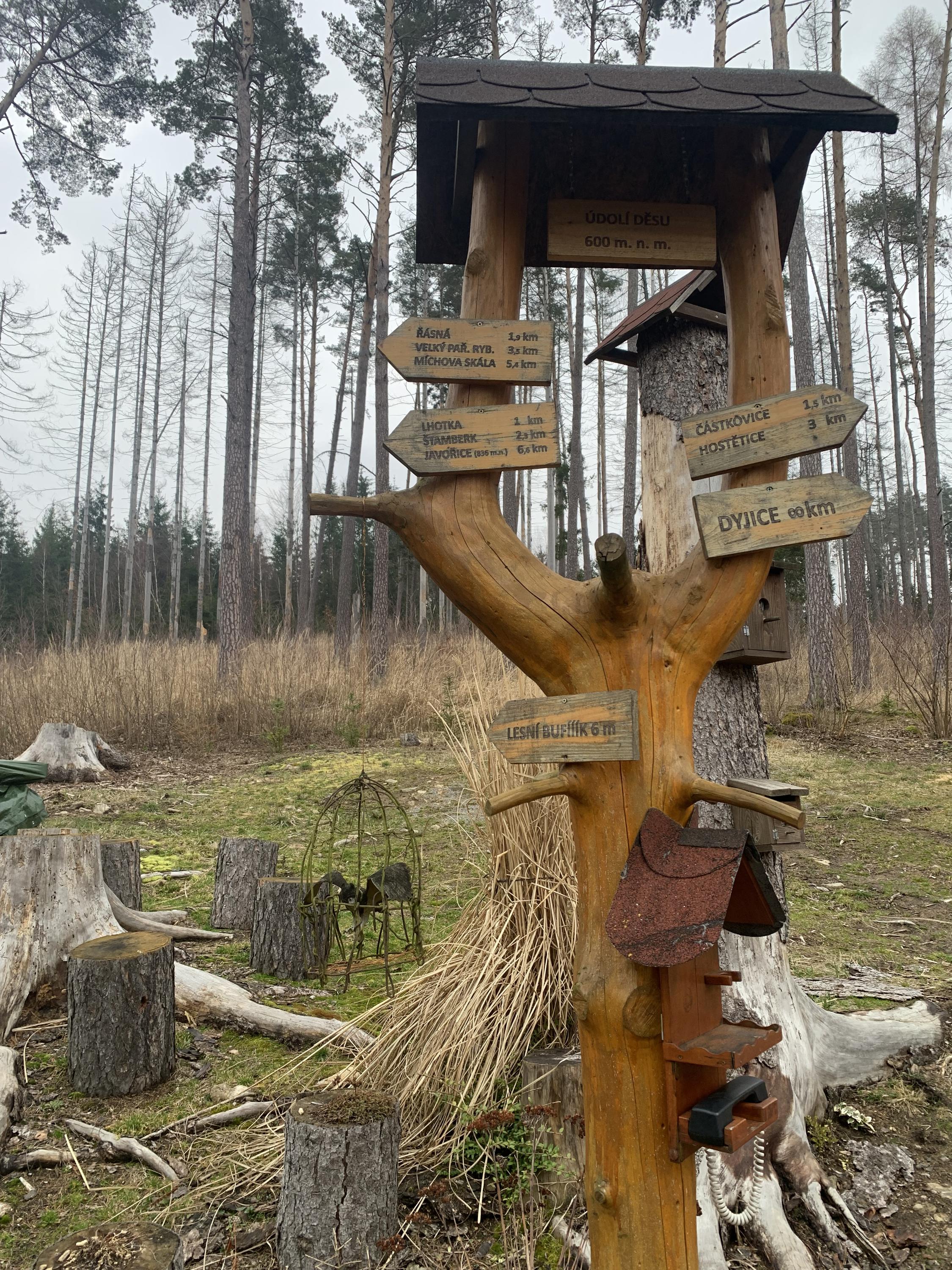 Lesní bufík foto 2