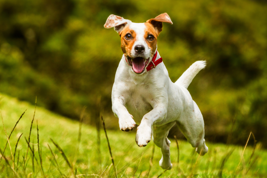 Aktivně s mazlíčky