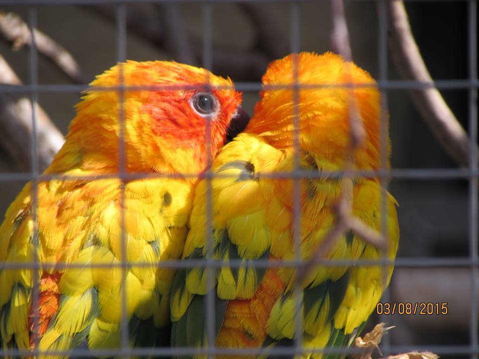 Papoušcí zoologická zahrada foto 3