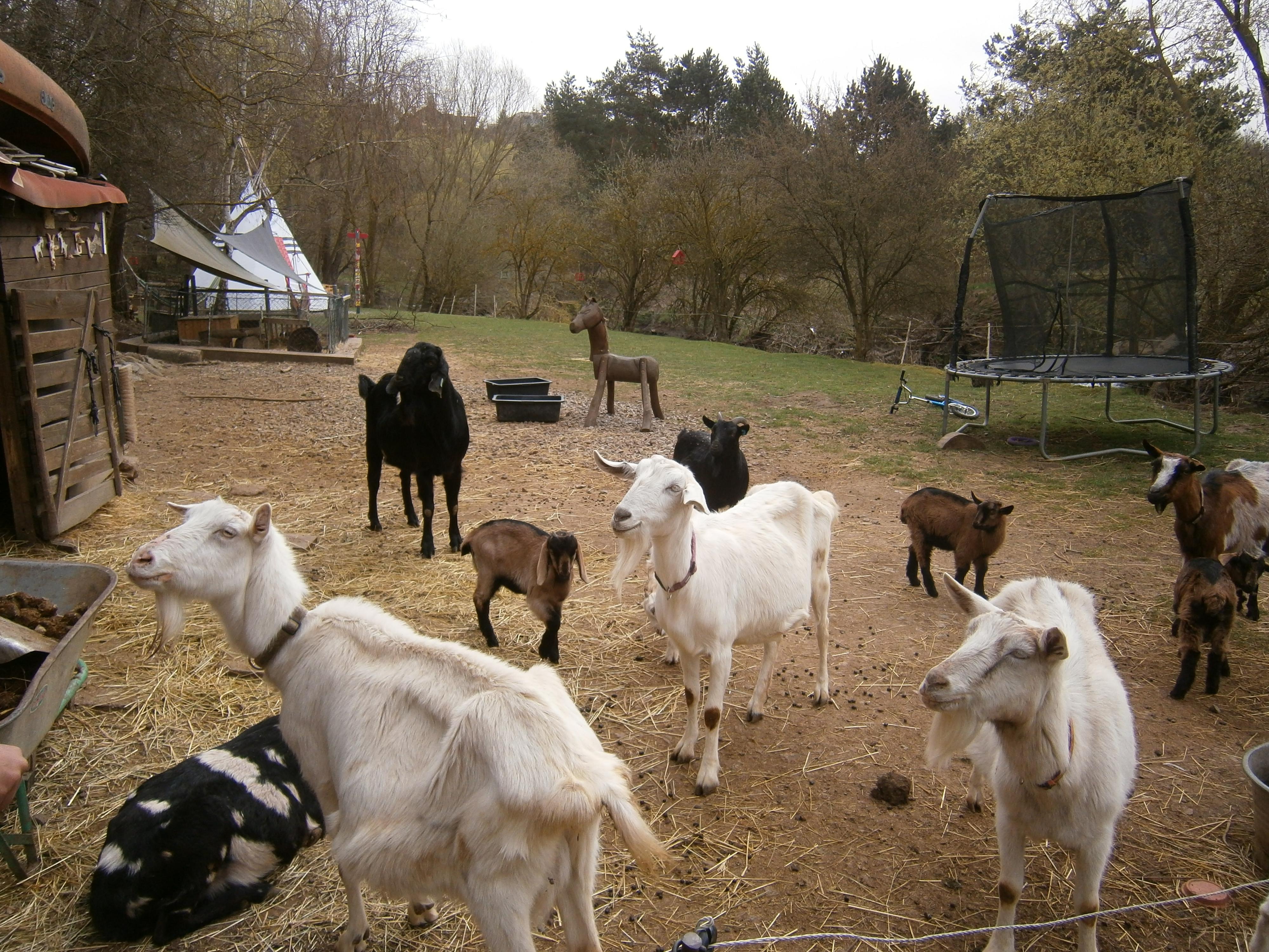 Kozí spolek Třebíč