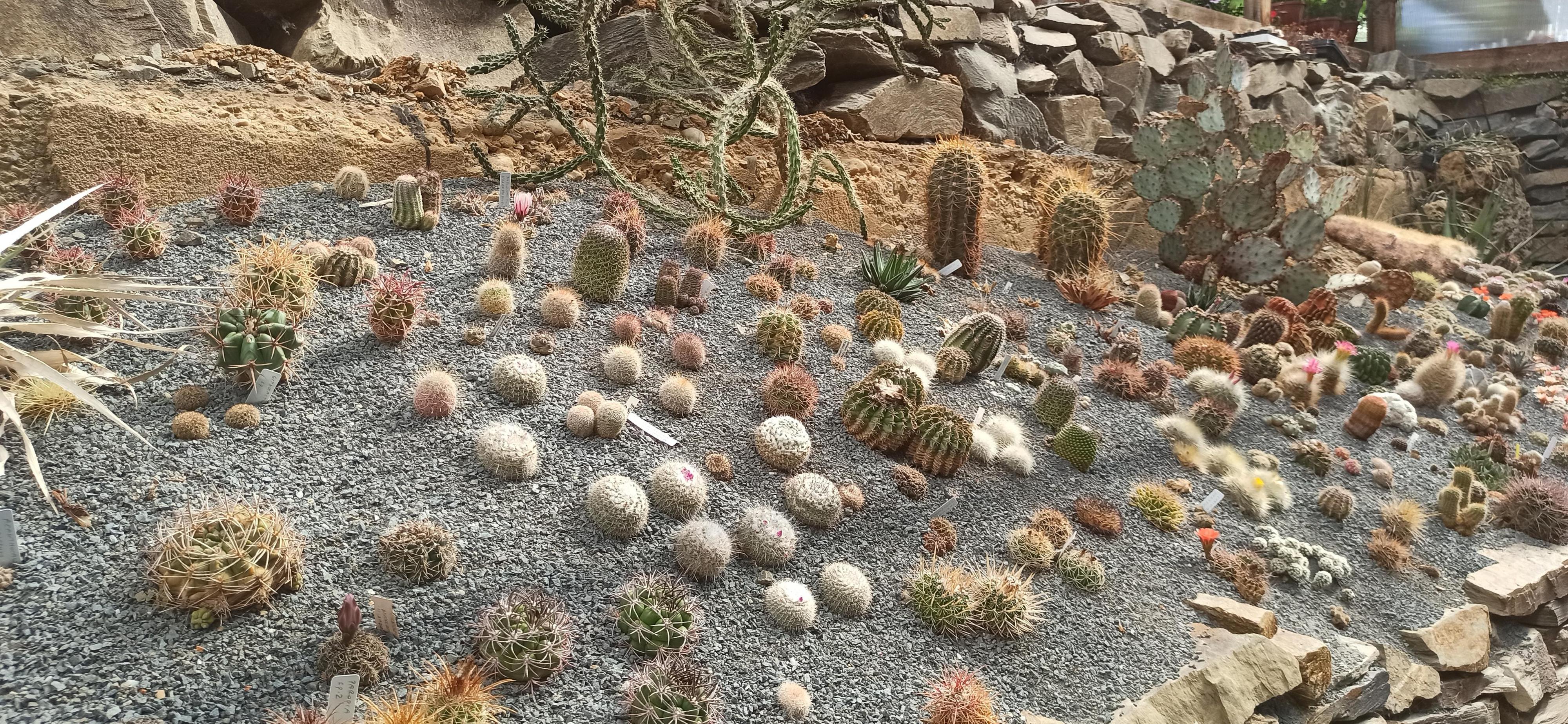 Ing. Radim Slabý - Arboretum Makču Pikču foto 6