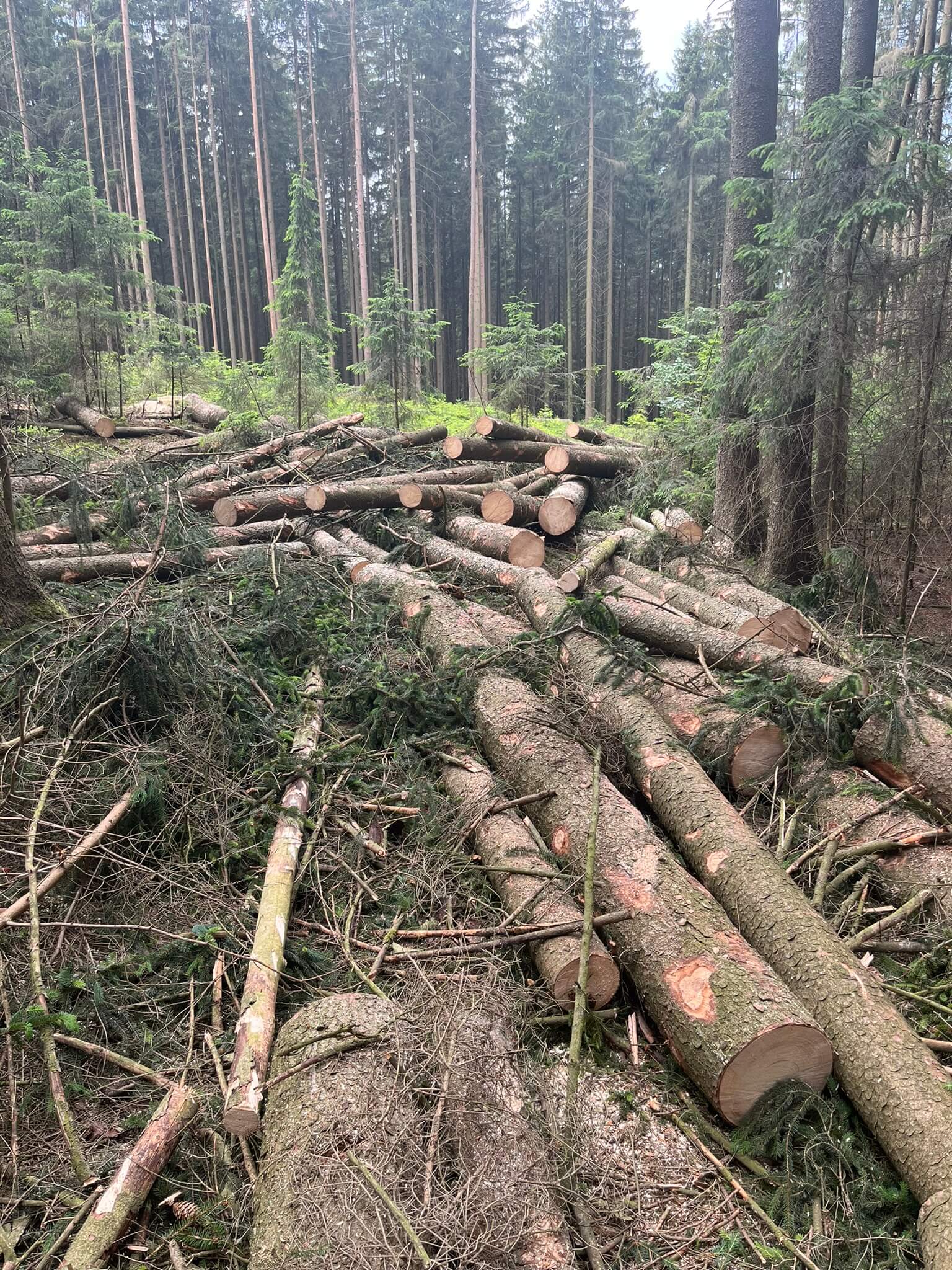 Rizikové kácení Martin Dušek foto 3