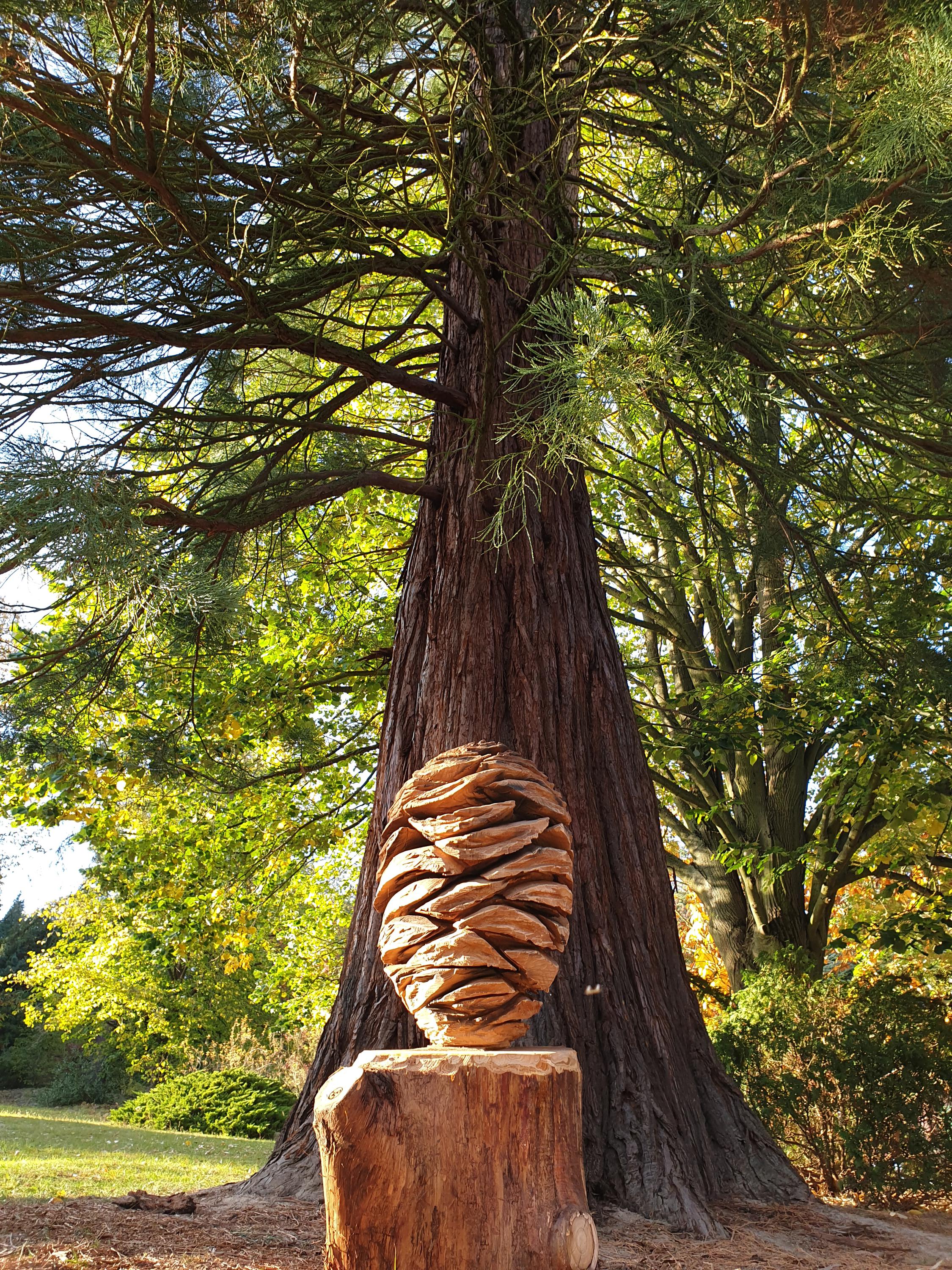 ČZU - Arboretum Fakulty lesnické a dřevařské foto 5