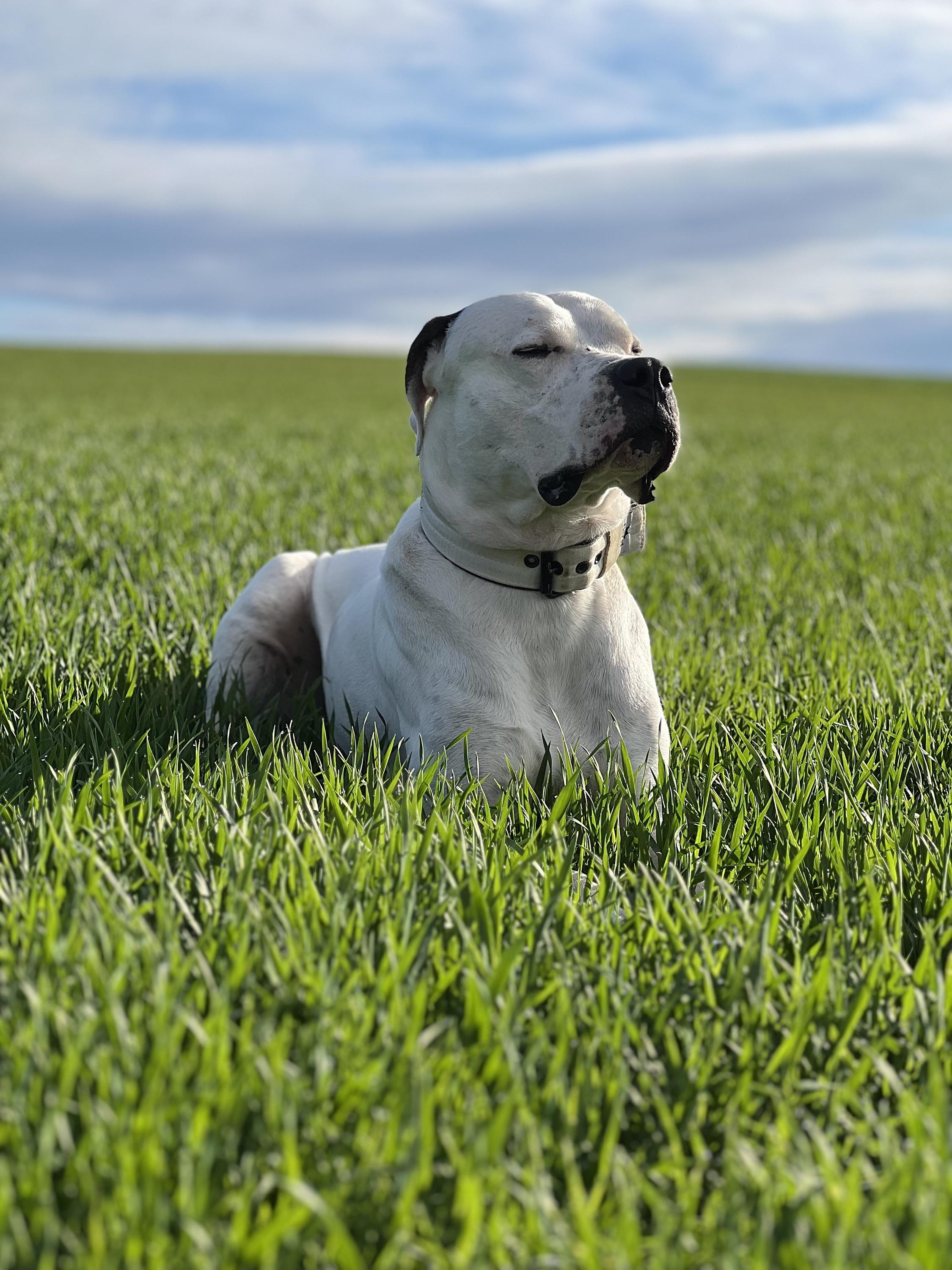 Psí škola WeDogs foto 6