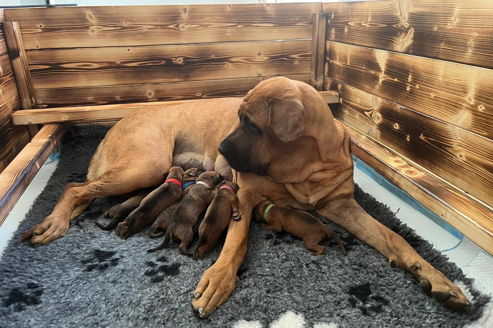 Kamino Inu, chovatelská stanice Tosa Inu