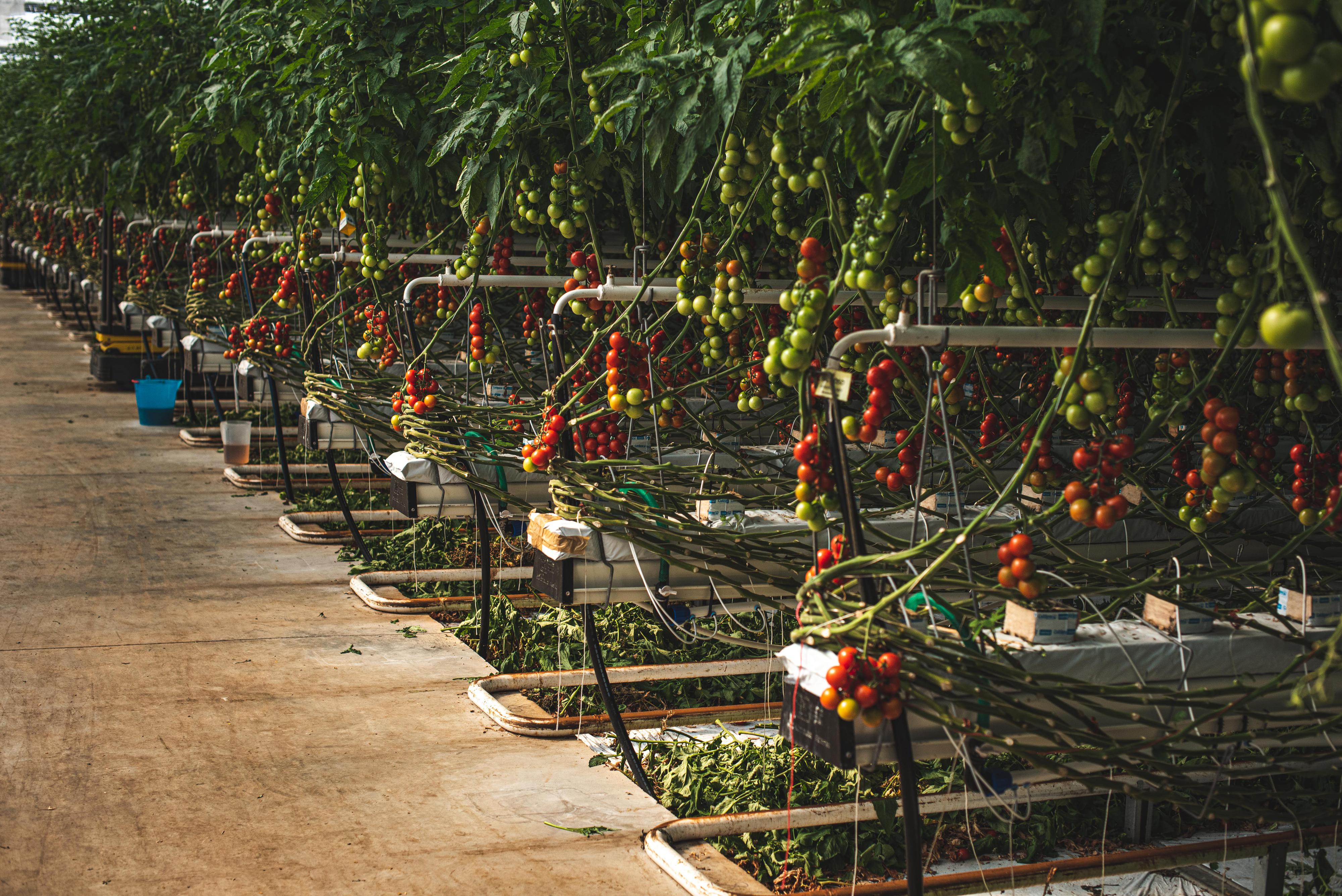 Farma Ráječek - prodejna foto 4