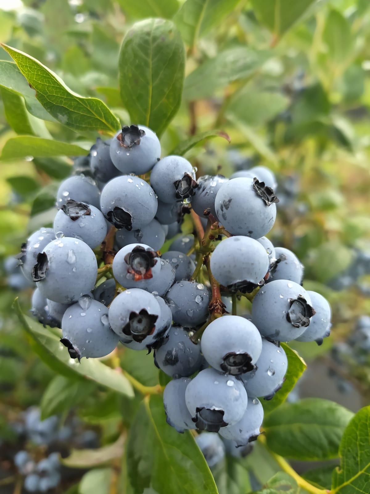 Borůvky Libá foto 6