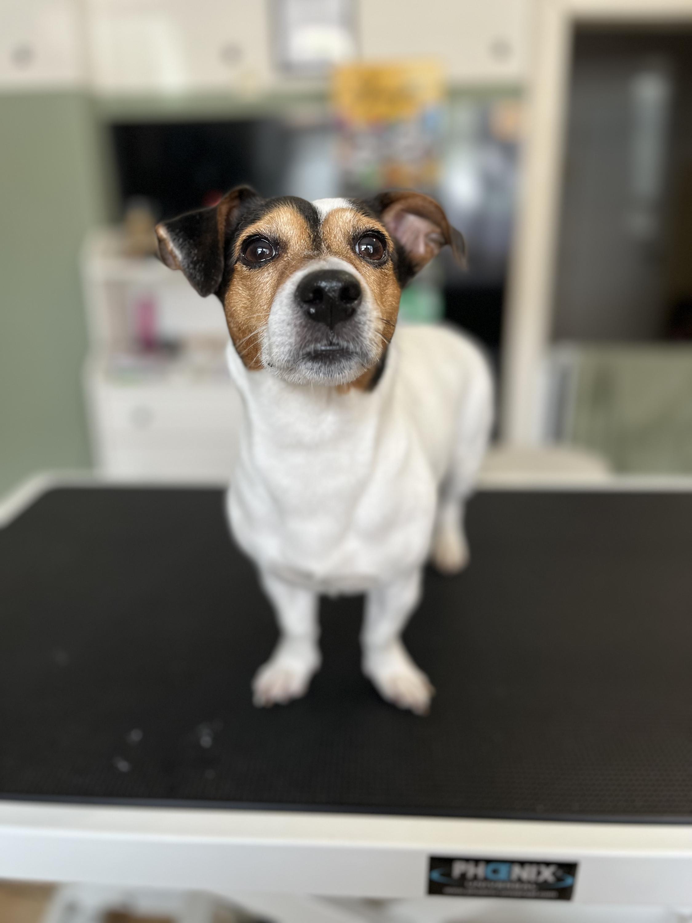 Psí salon Zoyka foto 3