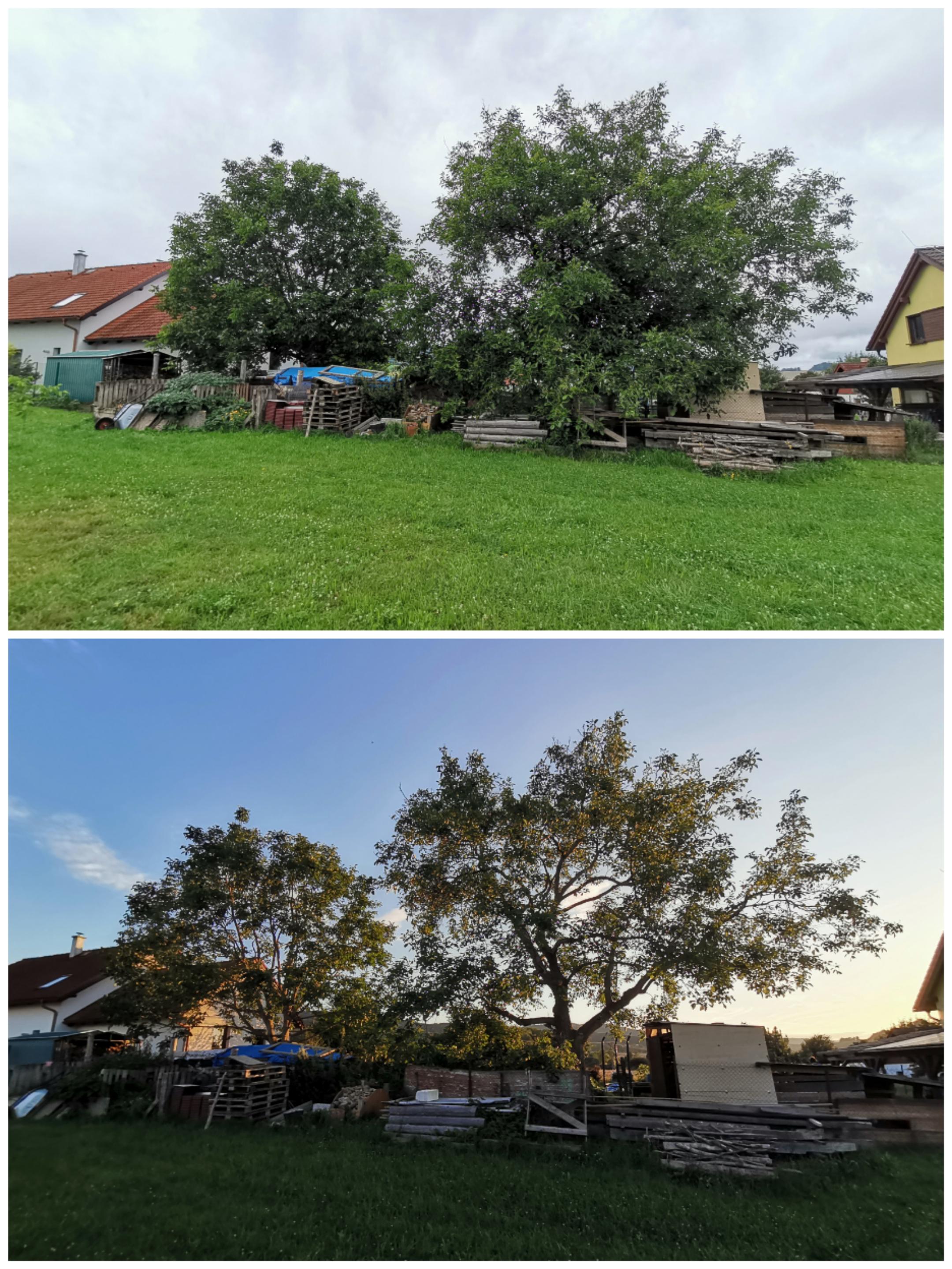 Odborný ořez stromů Ing. Martin Novák foto 5