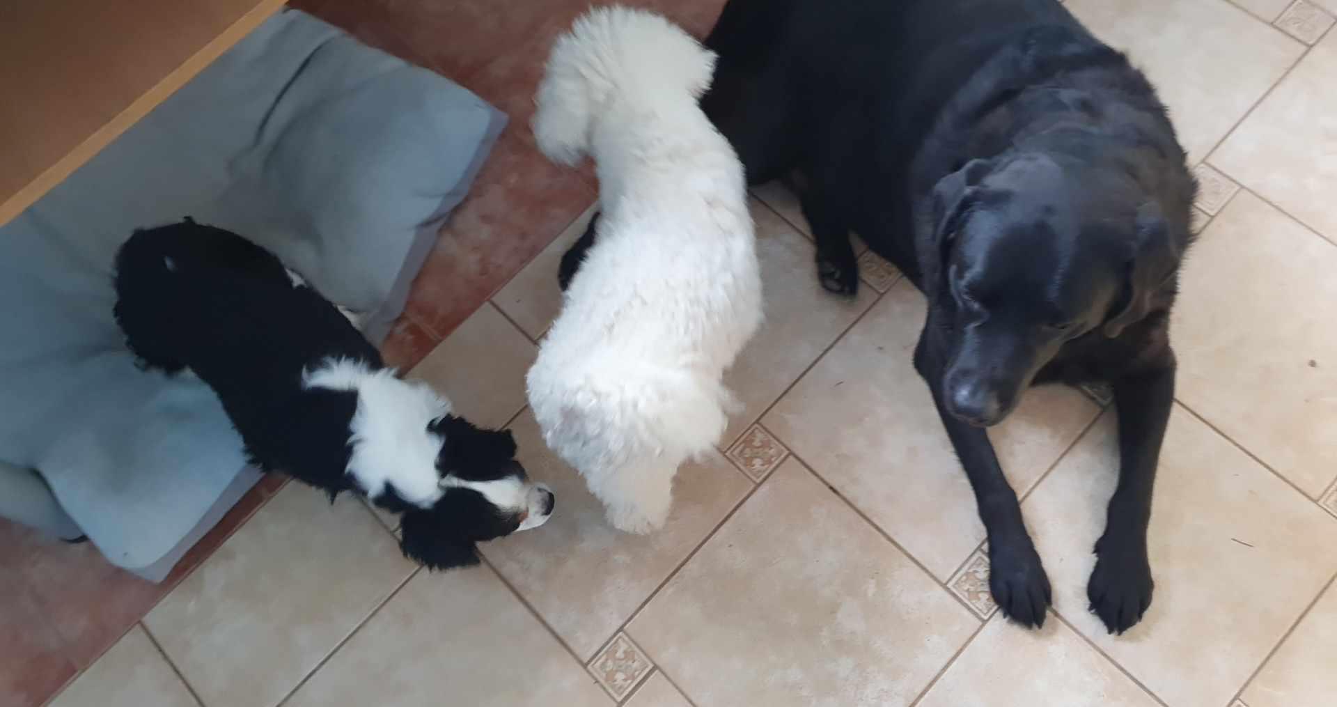 Psí školka a hotel MiMi foto 5