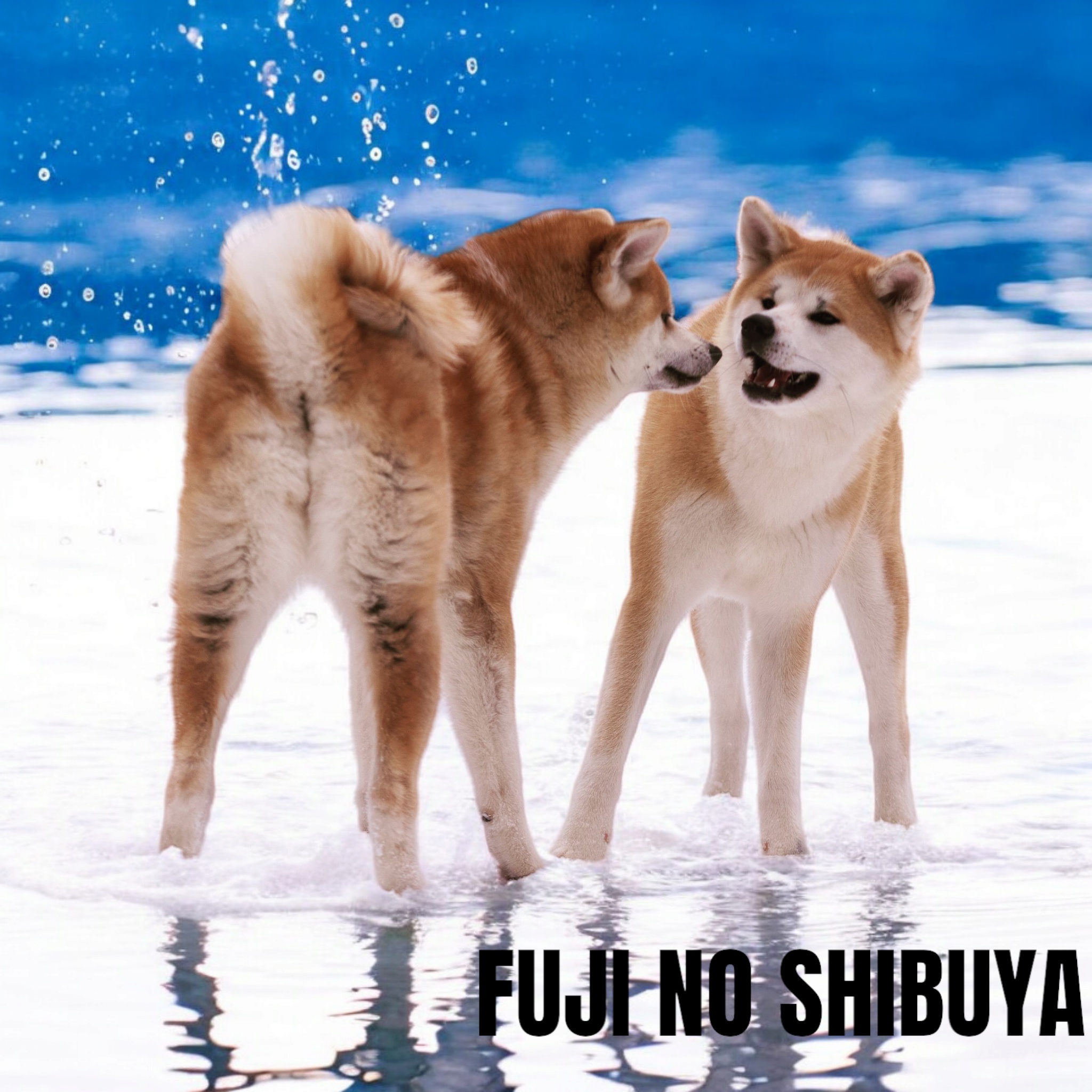 Akita Inu Chovatelská stanice - Fuji No Shibuya foto 4