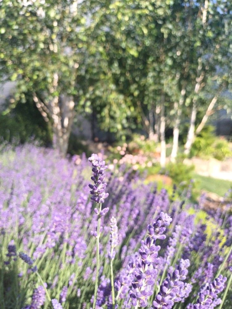 ZAHRADNÍ CENTRUM V ALEJI foto 4