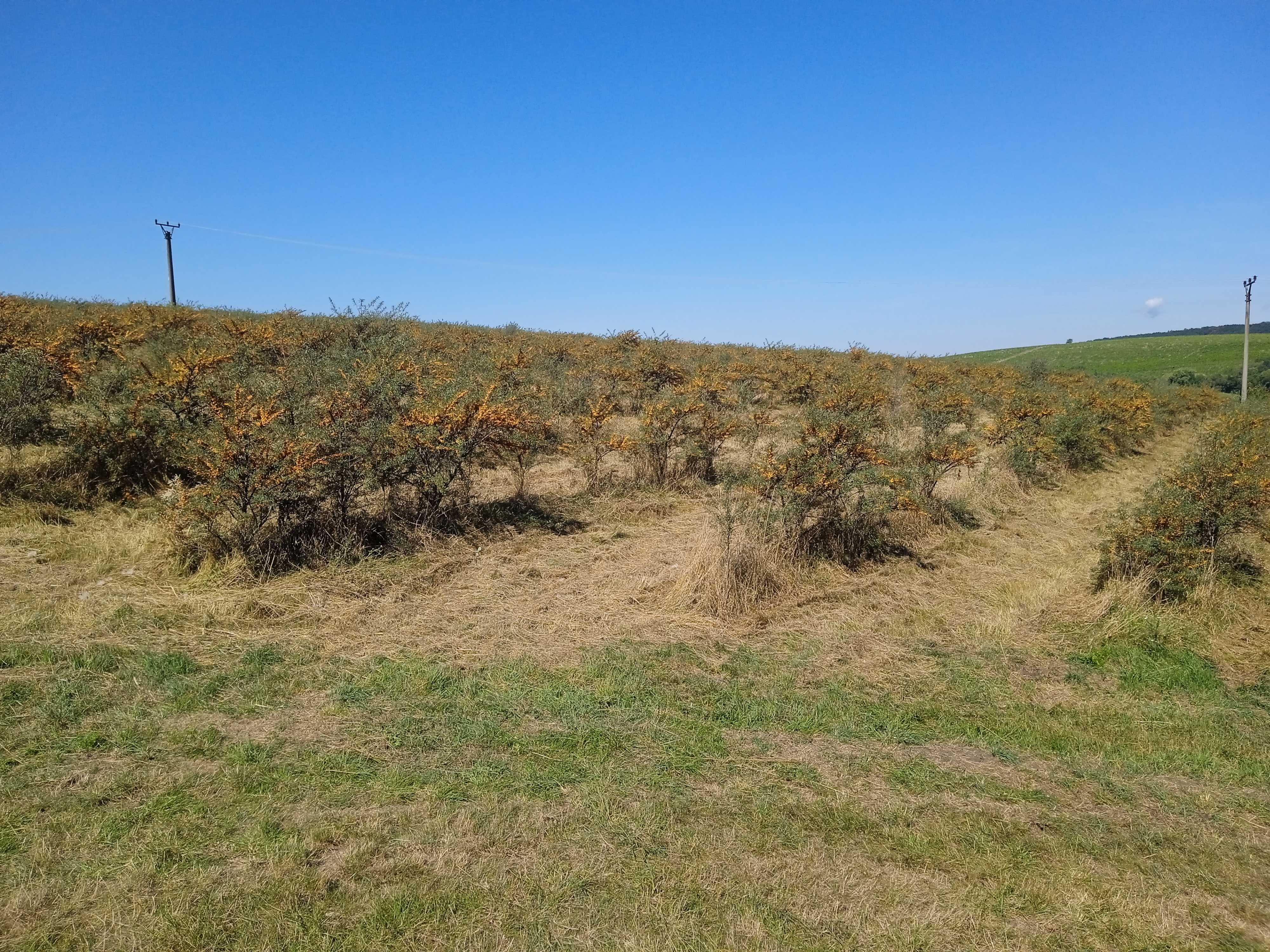 Rakytníkové sady foto 3