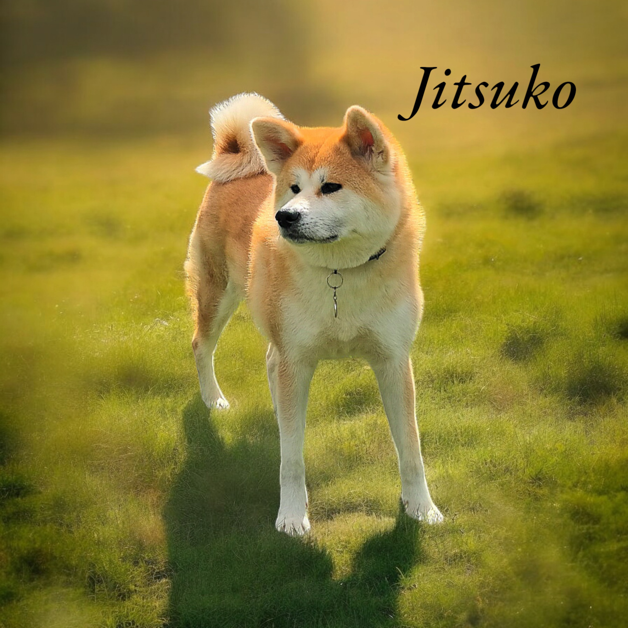 Akita Inu Chovatelská stanice - Fuji No Shibuya foto 5