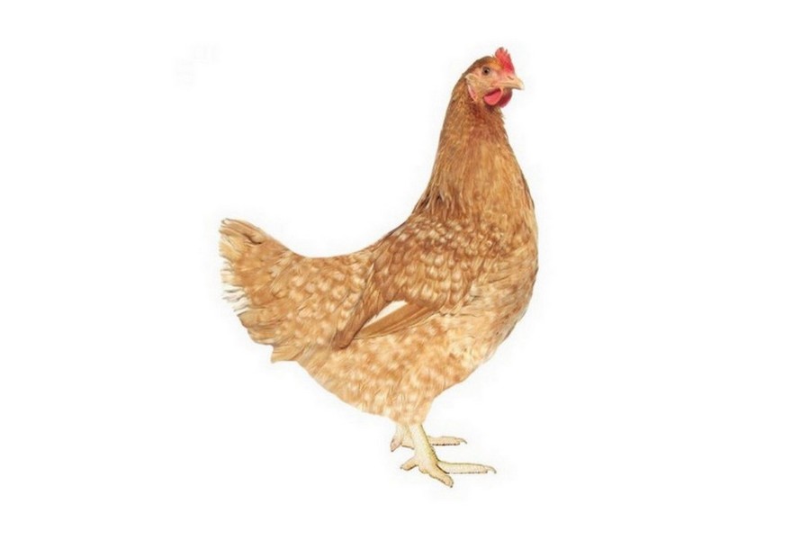 Dominant Zlatý D902